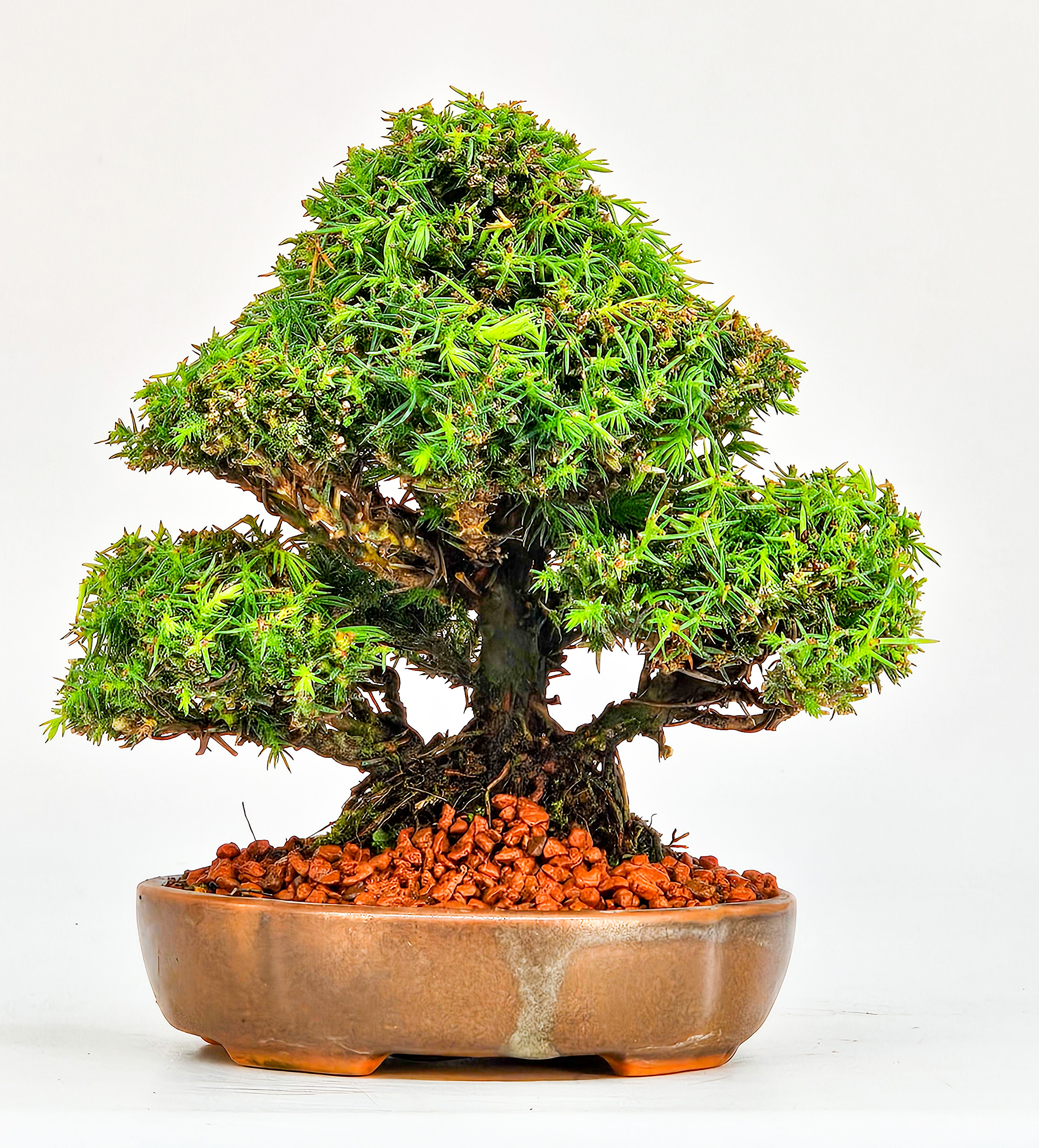 Bonsai Sicheltanne Cryptomeria Japonica Shohin 12cm