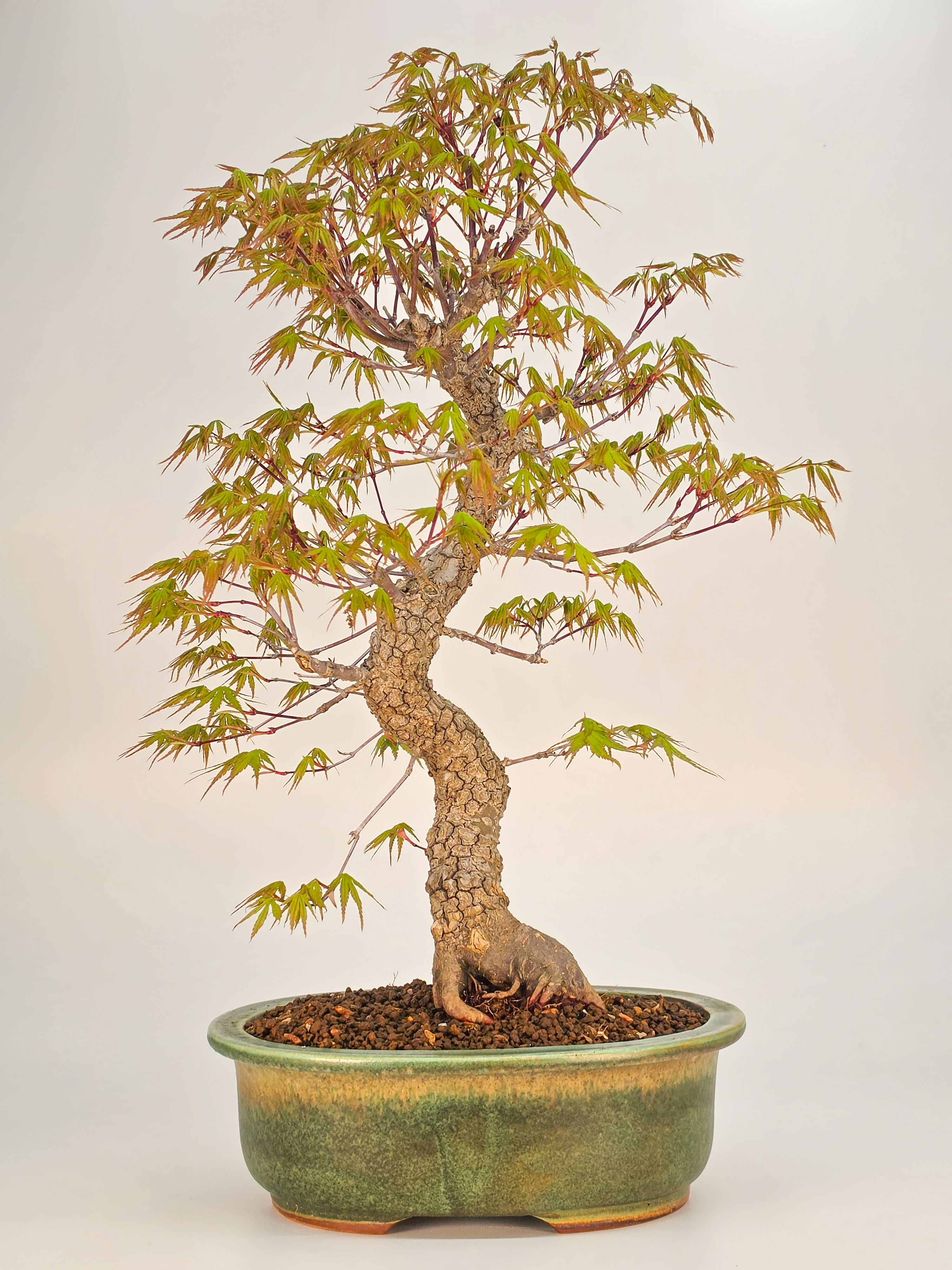 Bonsai kaufen - Ikigai Bonsai
