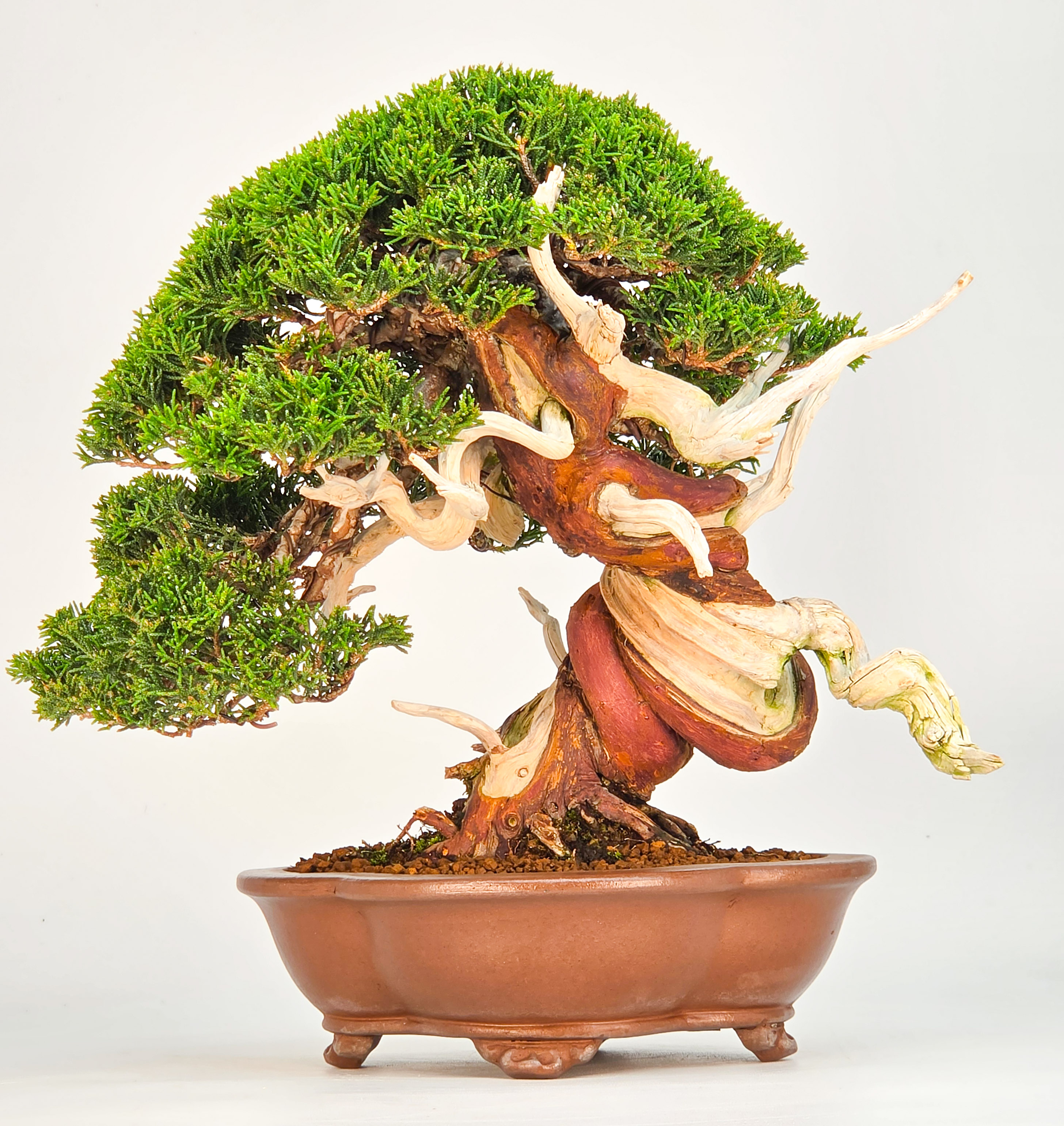Bonsai Premium Wacholder - Juniperus chinensis 23cm Video!!