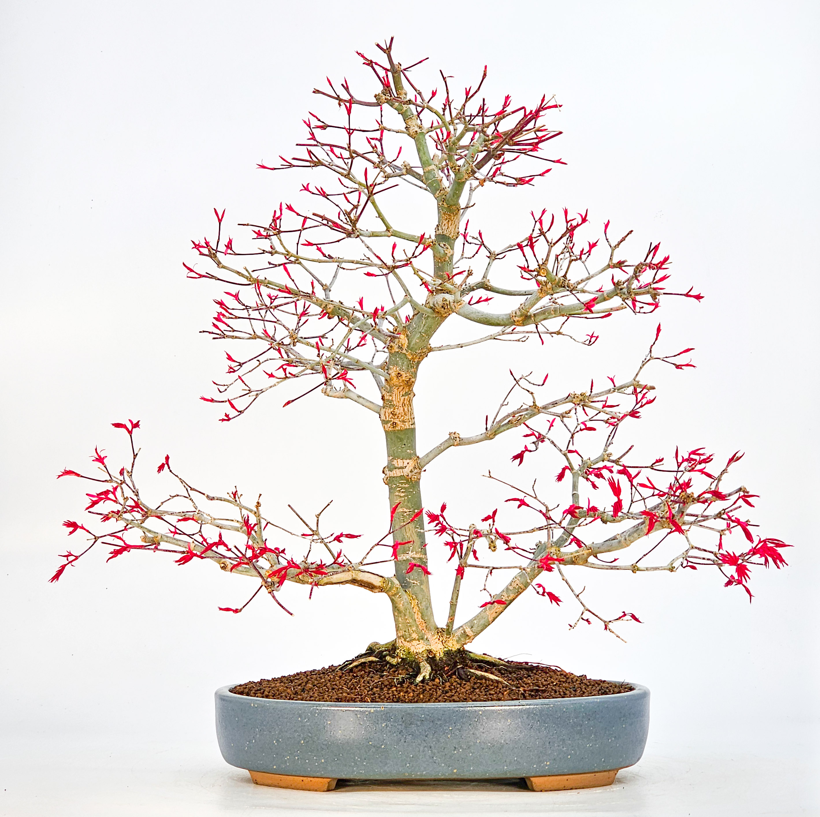 Bonsai Fächerahorn Acer palmatum Deshojo 40cm