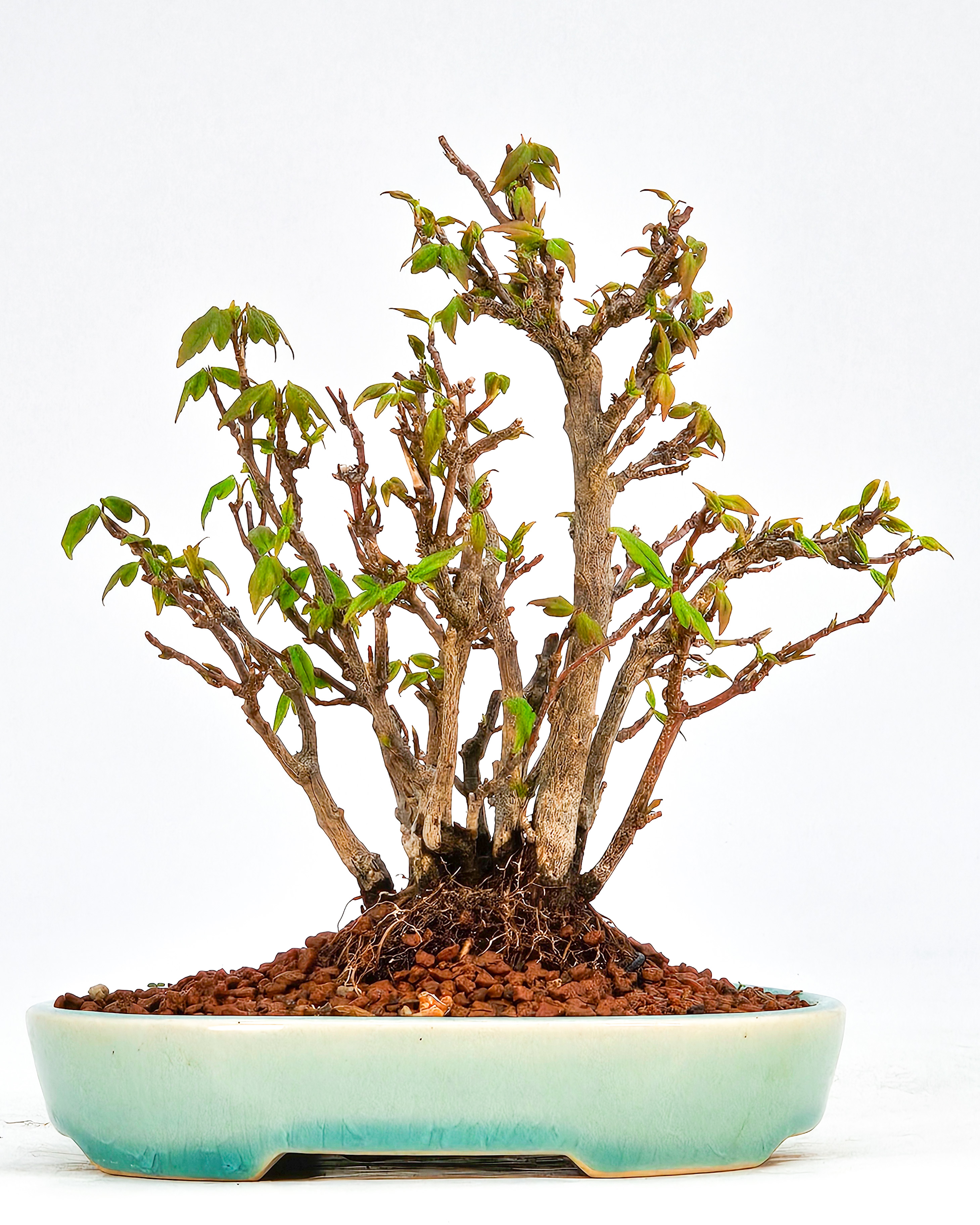 Bonsai Dreispitzahorn - Acer buergerianum Shohin Kabudachi 16cm 