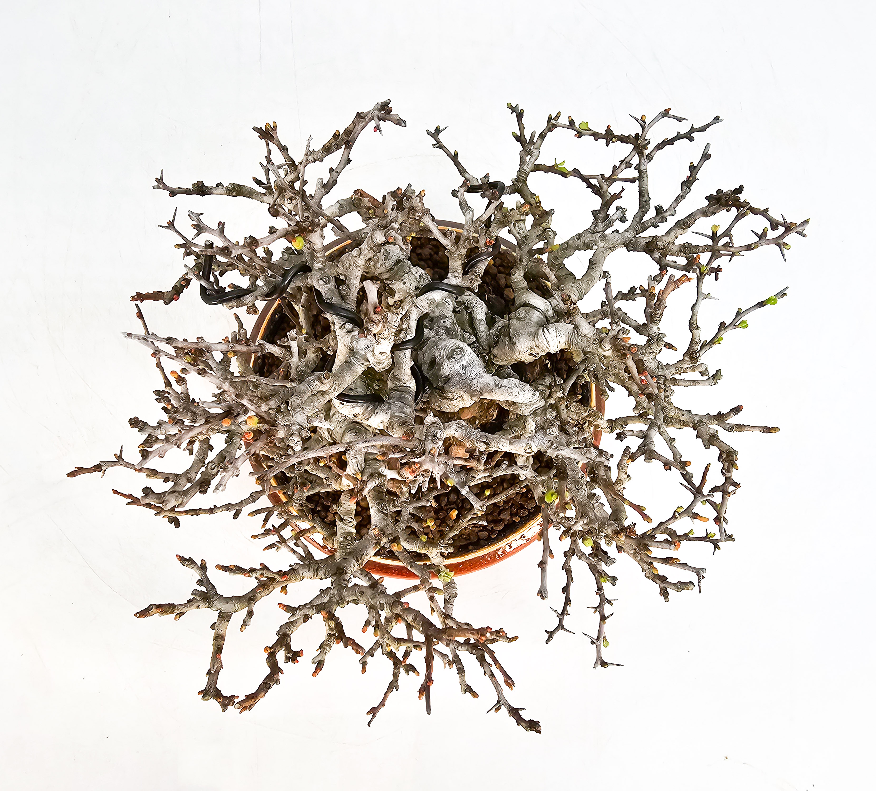 Bonsai Zierquitte - Chaenomeles - Chojubai Shohin 16cm 