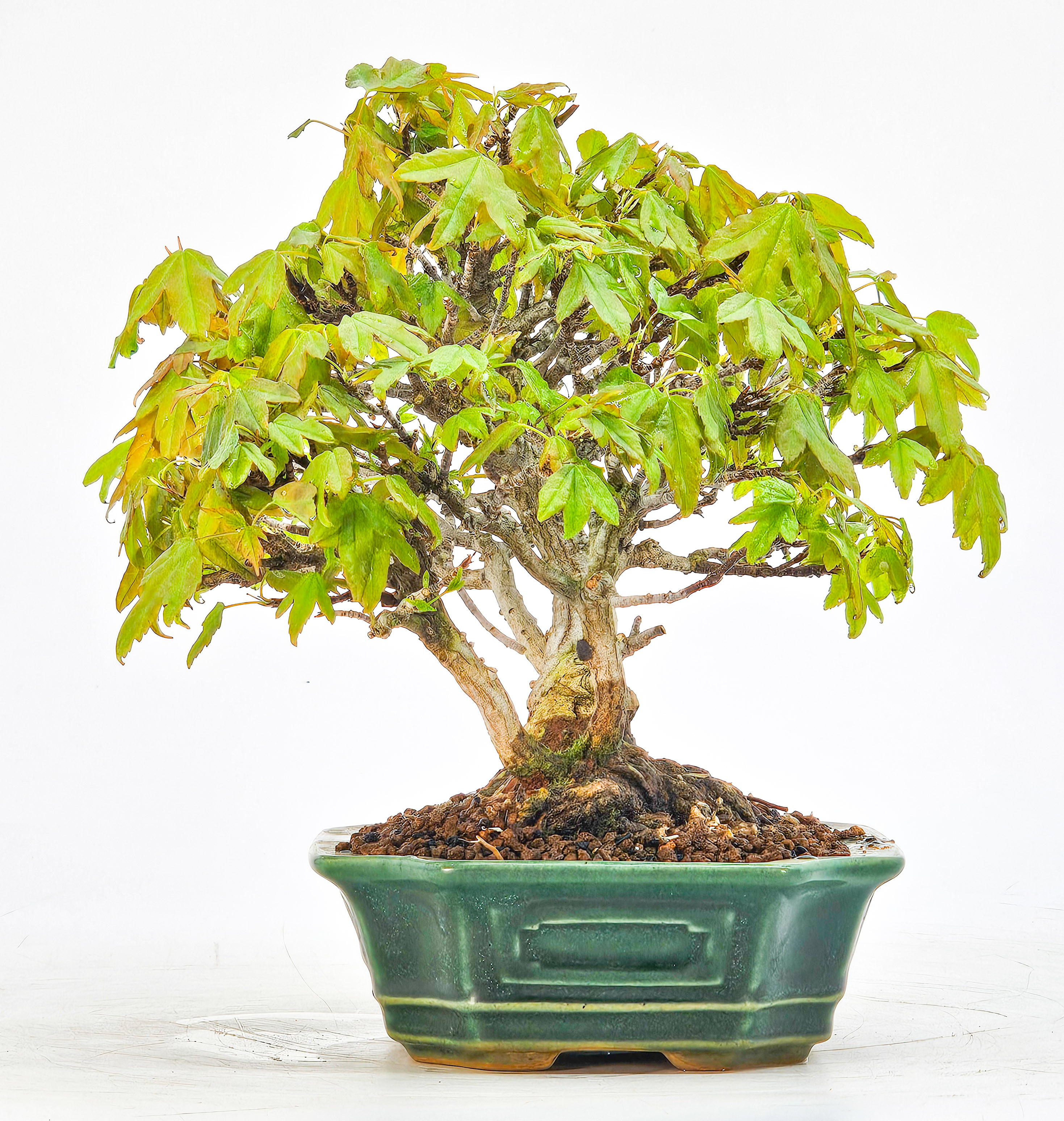 Bonsai Premium Dreispitzahorn - Acer buergerianum Shohin 14cm - Video  
