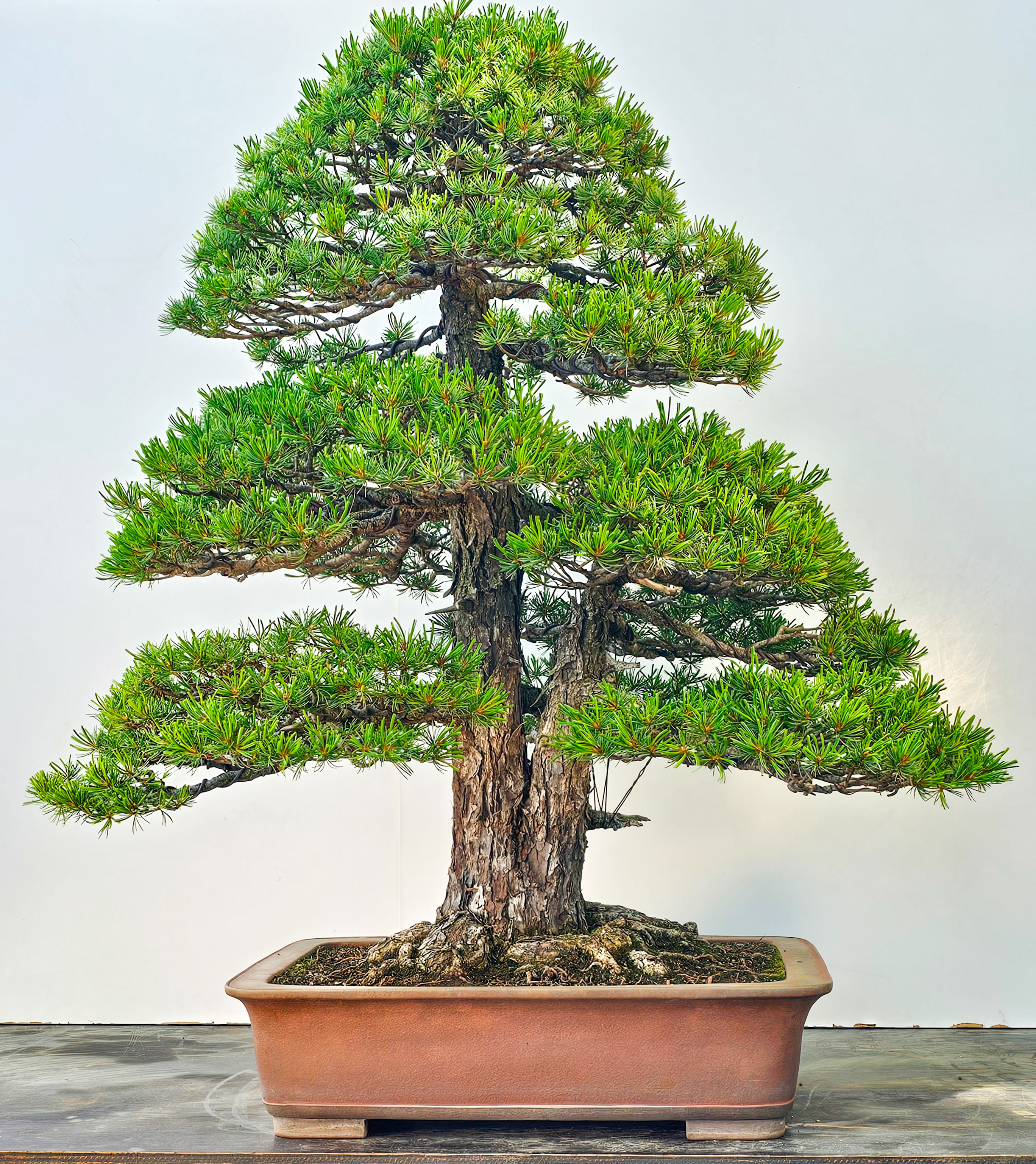 Bonsai Mädchenkiefer Pinus parviflora 93 cm