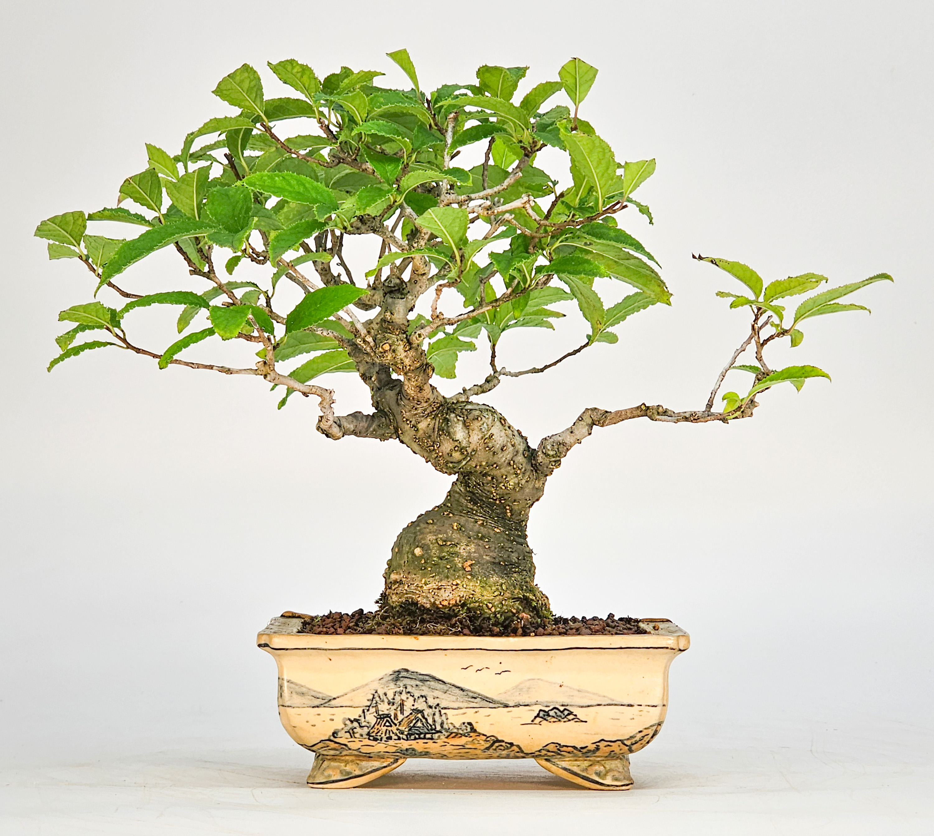 Bonsai Jap. Winterbeere - Ilex serrata Shohin 18cm