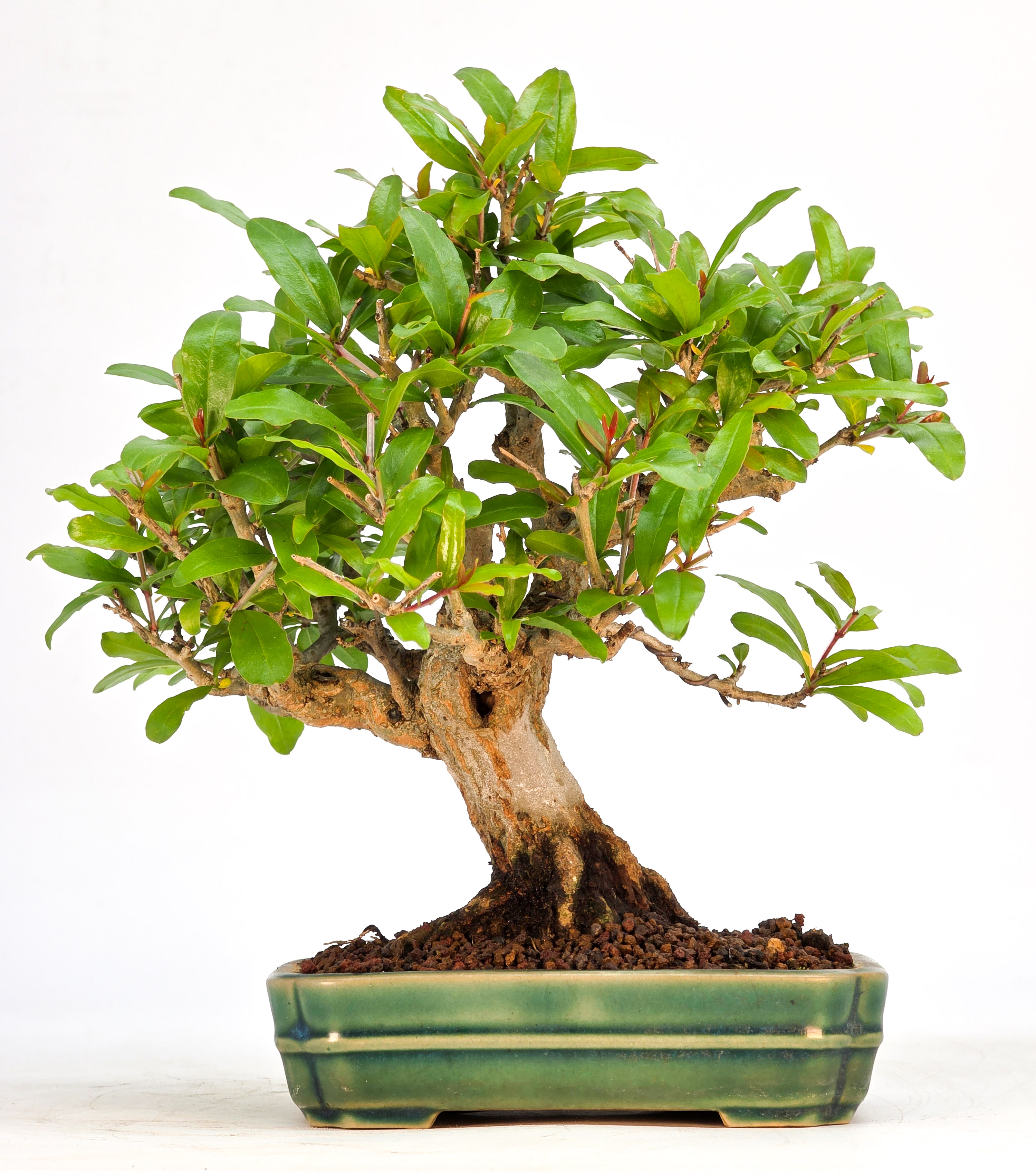 Bonsai Granatapfel - Punica granatum Shohin 15cm 