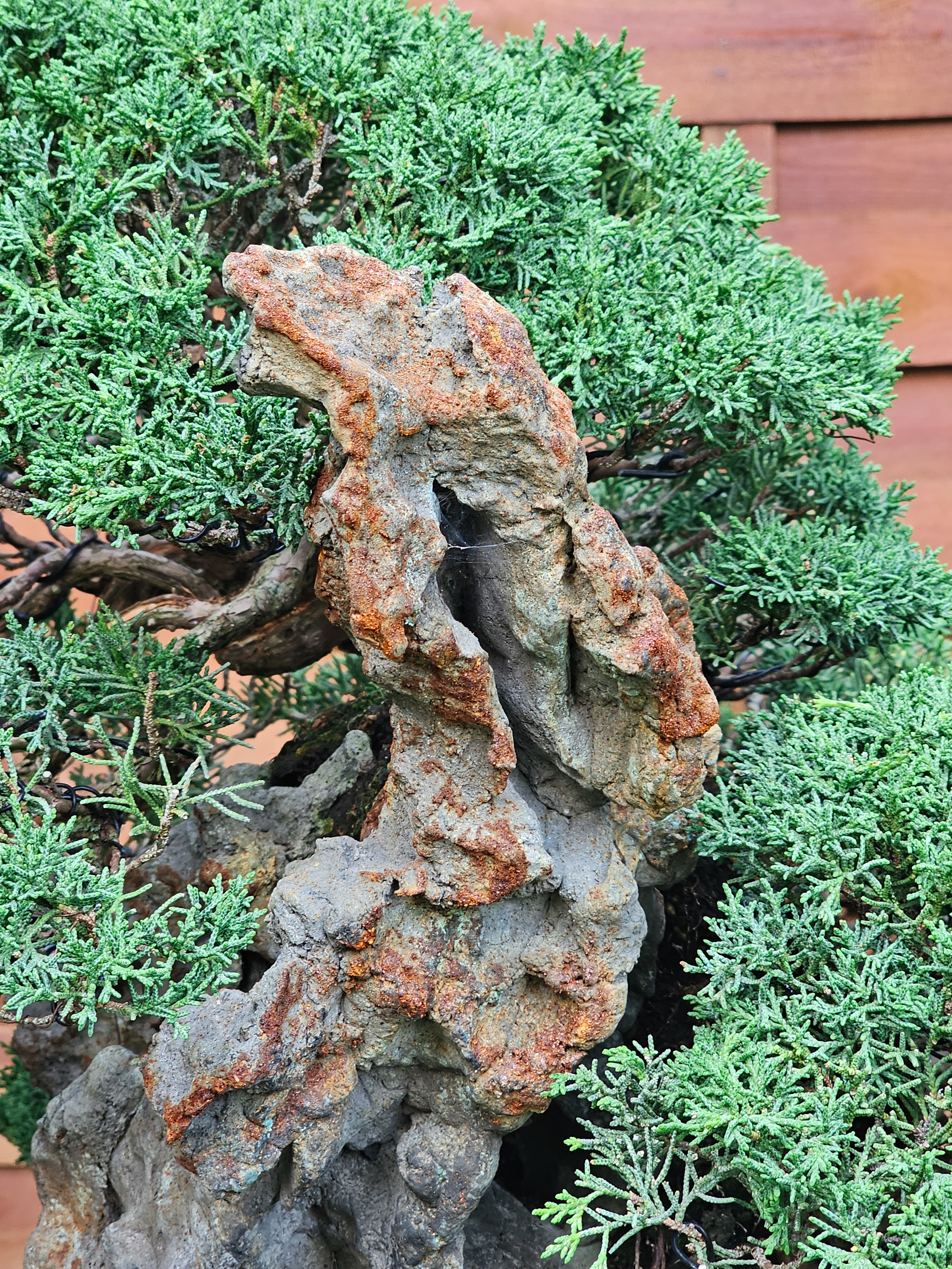 Bonsai Wacholder Juniperus chinensis Ishitsuki 72cm Video!! Bonsai Wacholder Juniperus chinensis Ishitsuki 72cm Video!!