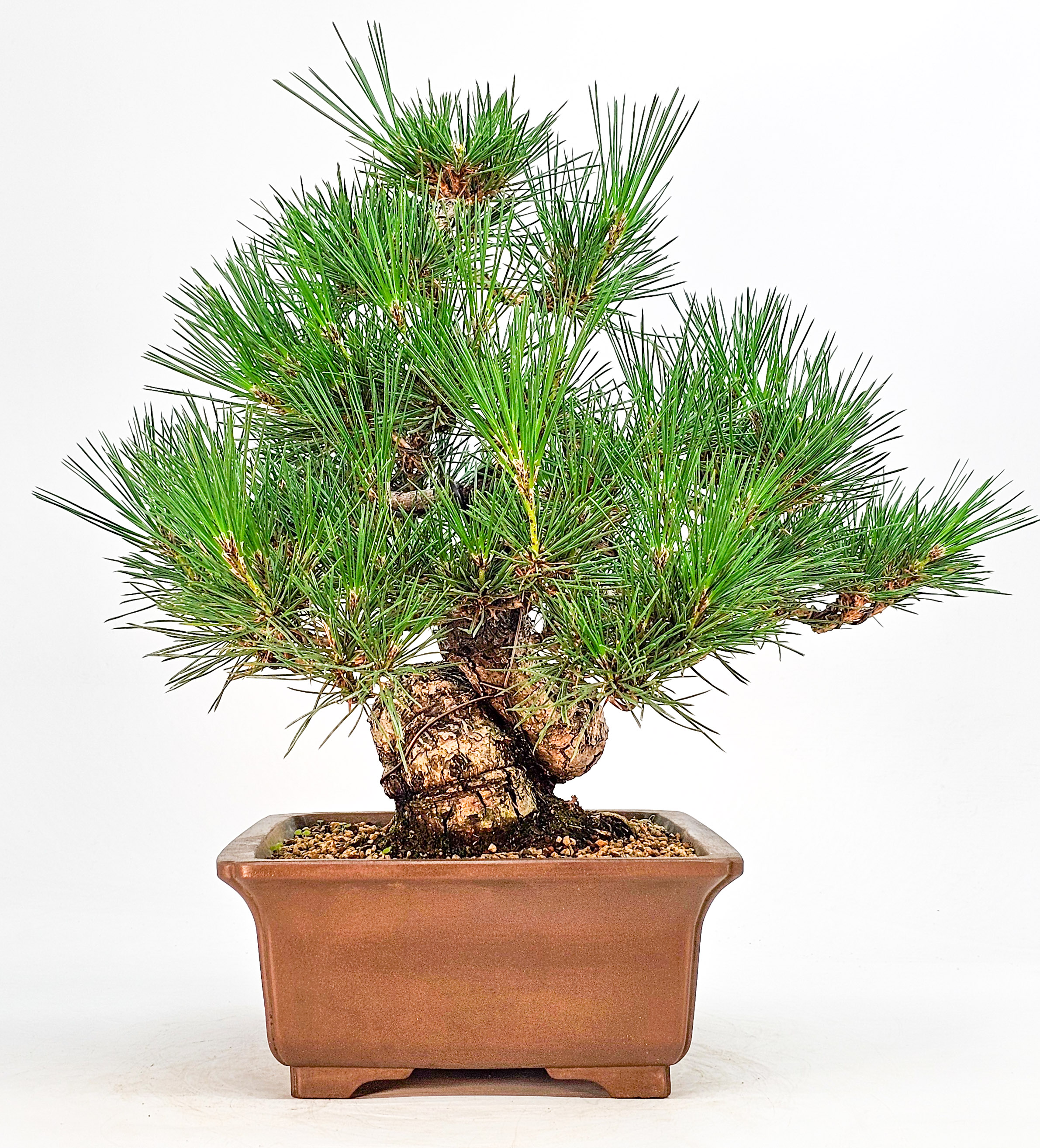 Bonsai Schwarzkiefer - Pinus thunbergii 33,5cm 