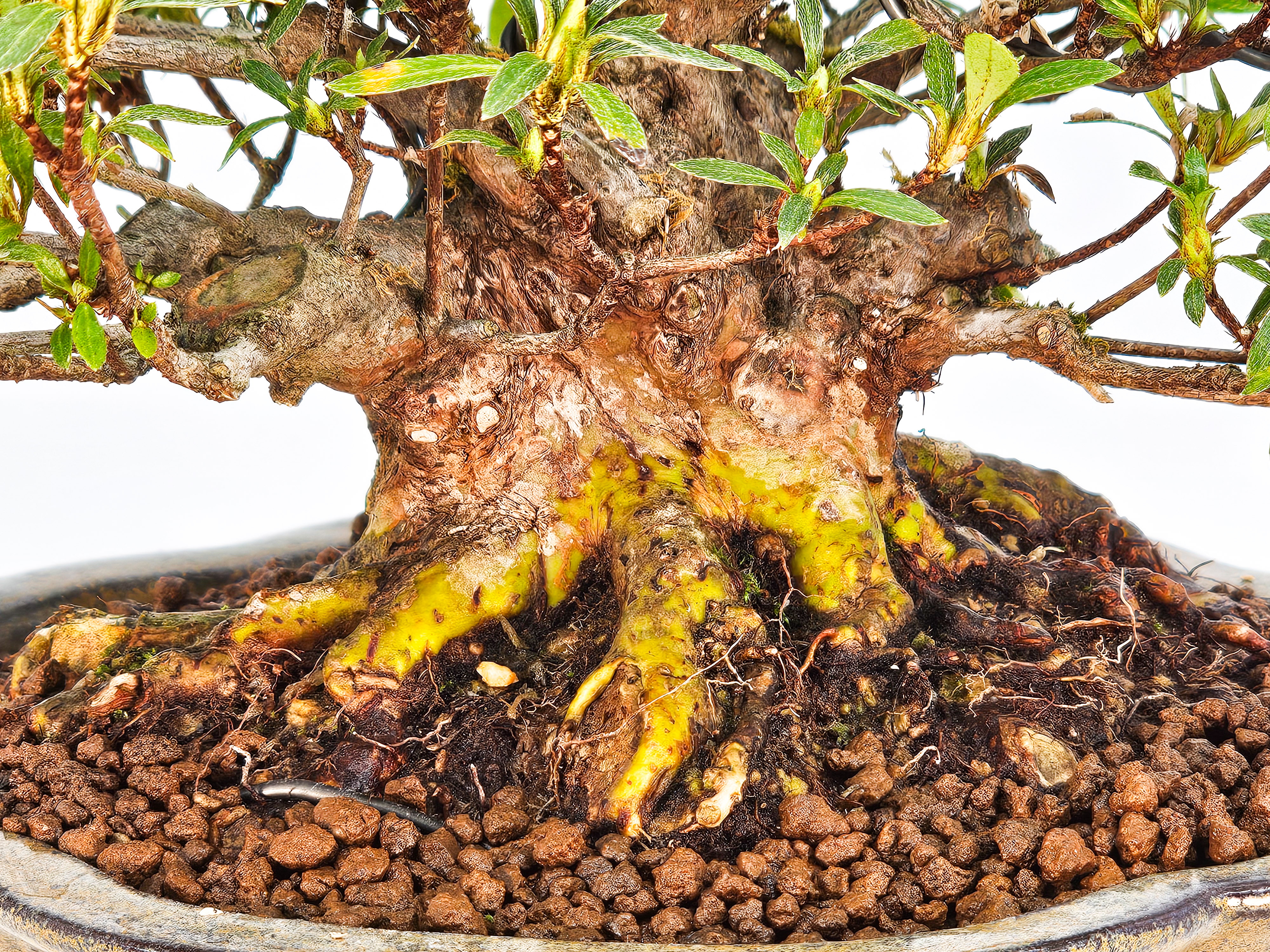 Bonsai Azalee Rhododendron indicum - Kakurin - Shohin 13cm 
