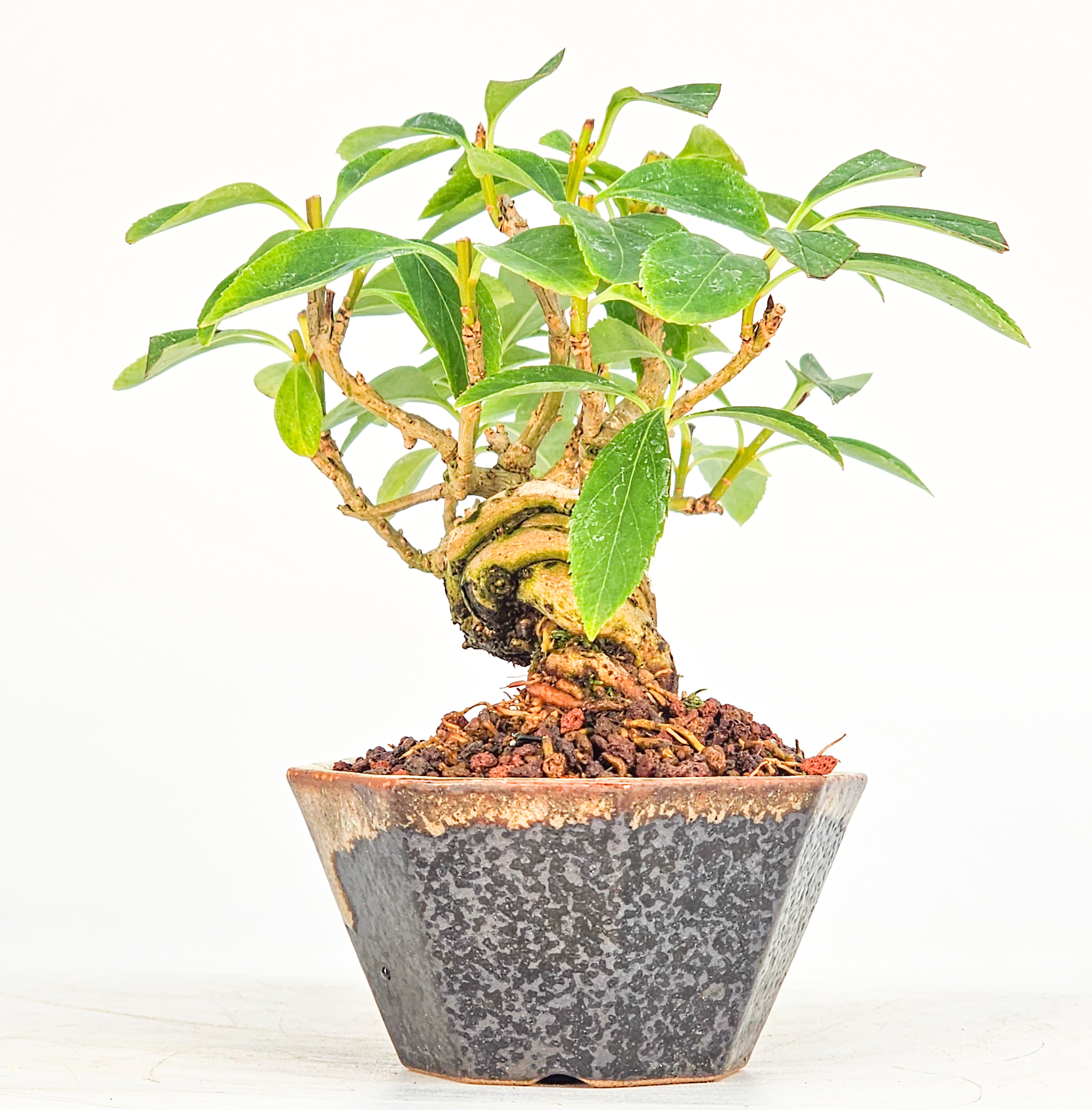 Bonsai Forsythie - Forsythia Mame 9cm