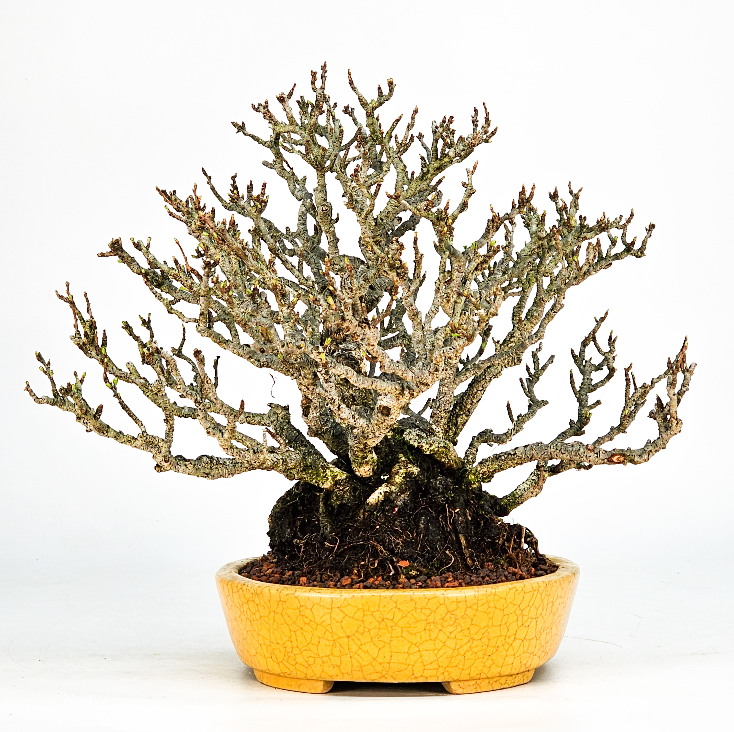 Bonsai Zierquitte - Chaenomeles - Chojubai Shohin 20,5cm Video!!