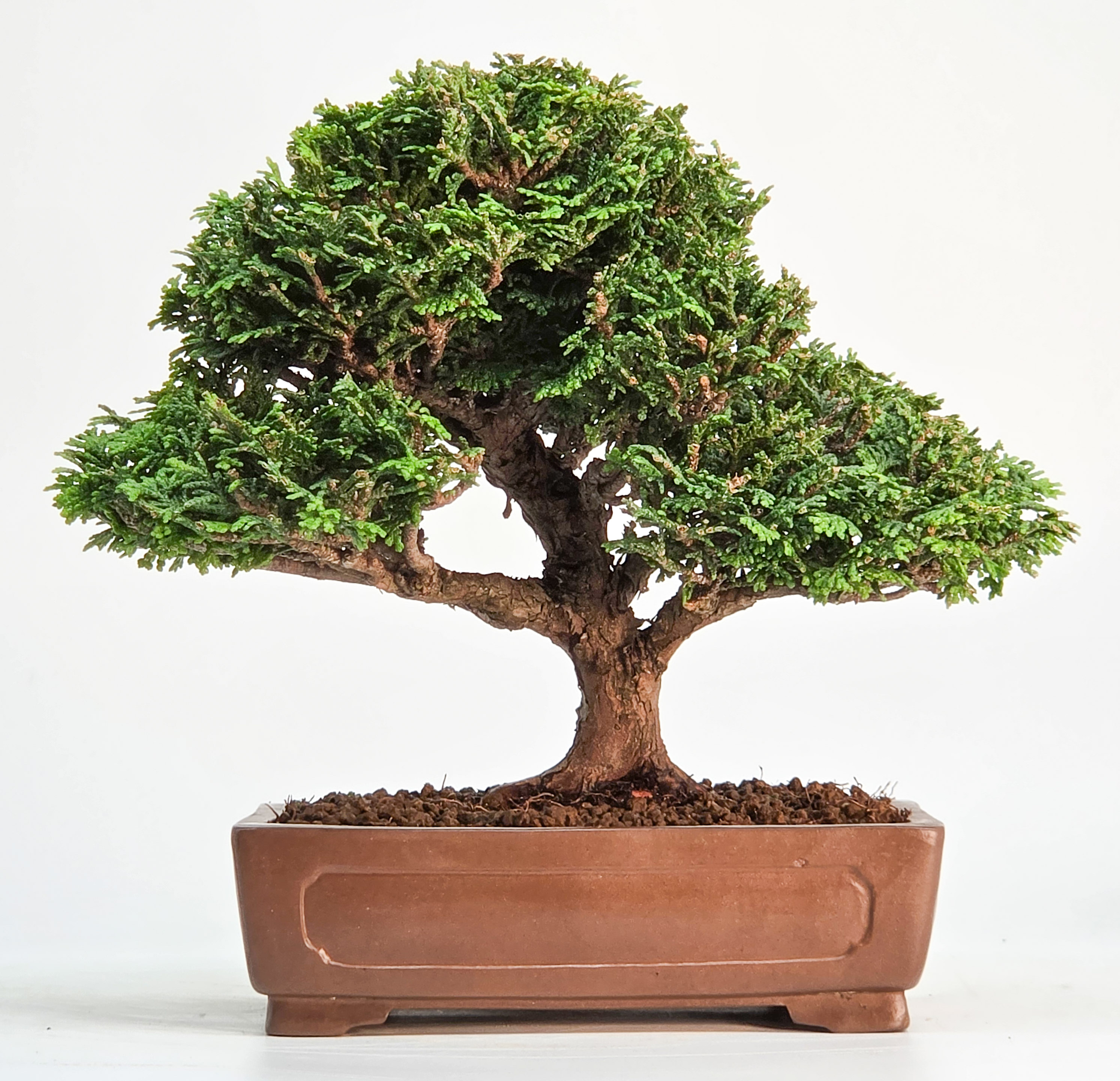 Bonsai Muschelzypresse - Chamaecyparis obtusa Shohin 17cm