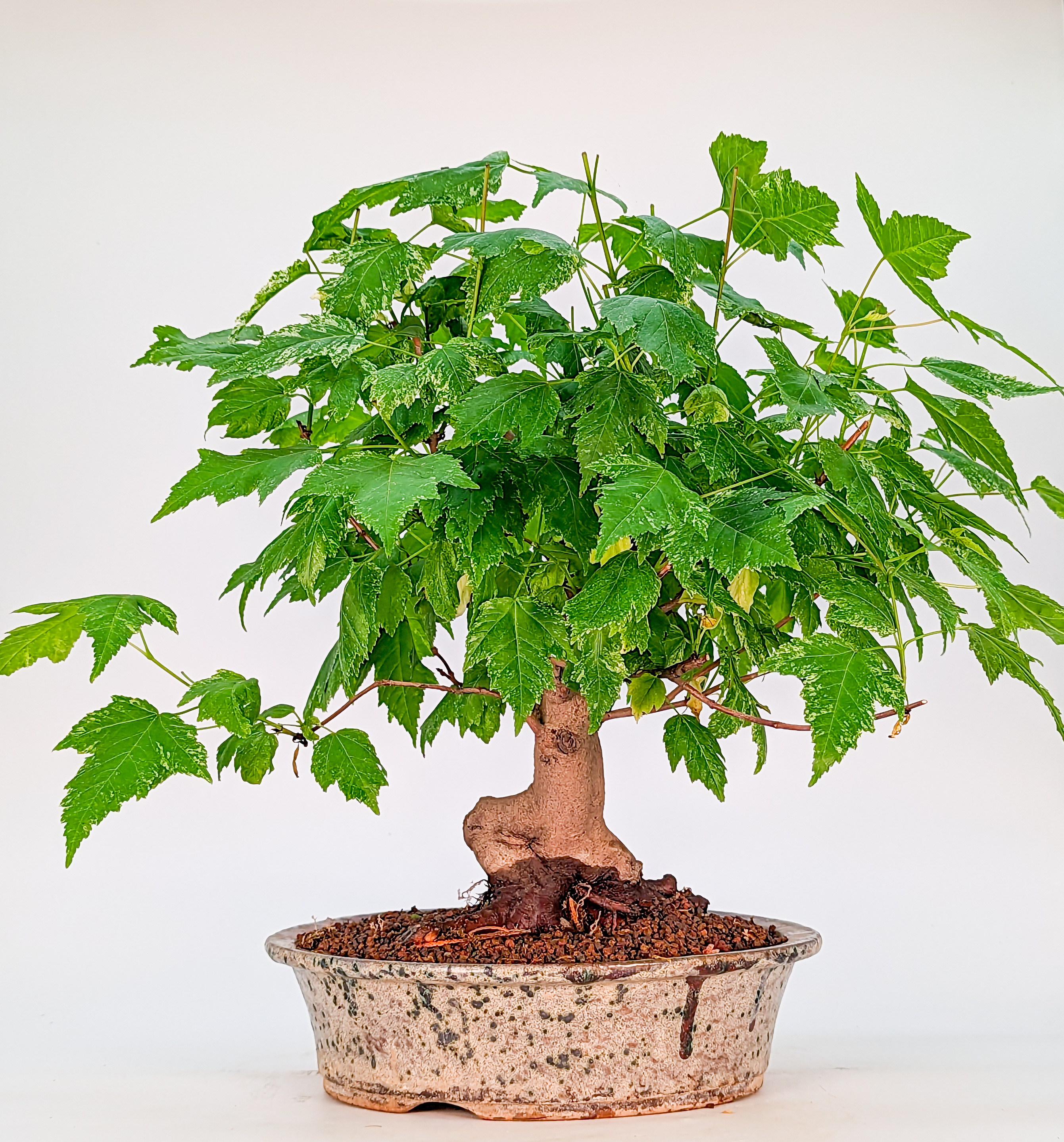 Bonsai Feuerahorn Acer ginnala 25cm 