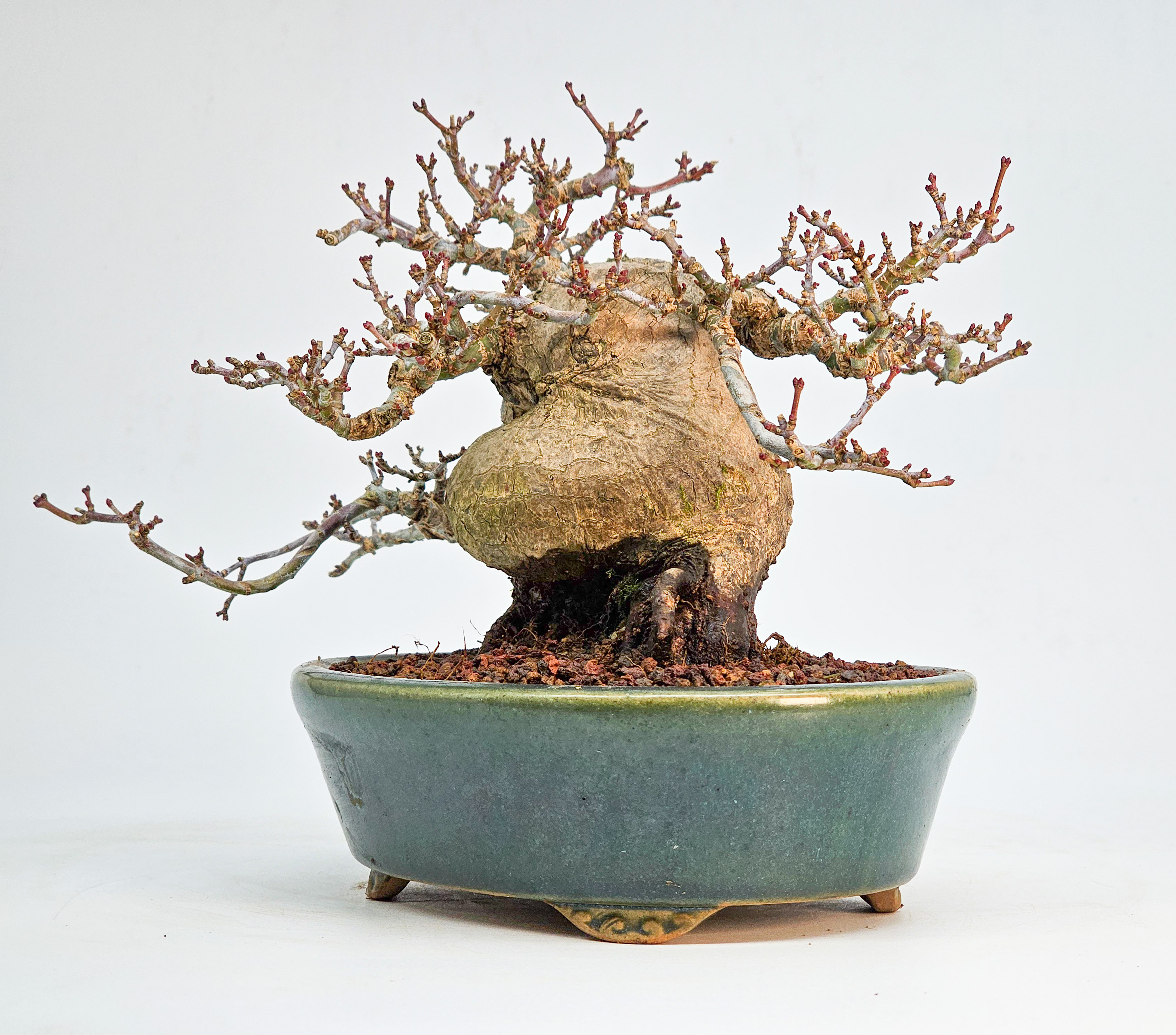 Bonsai Premium Löwenkopfahorn - Acer palmatum Shishigashira Shohin 14cm 