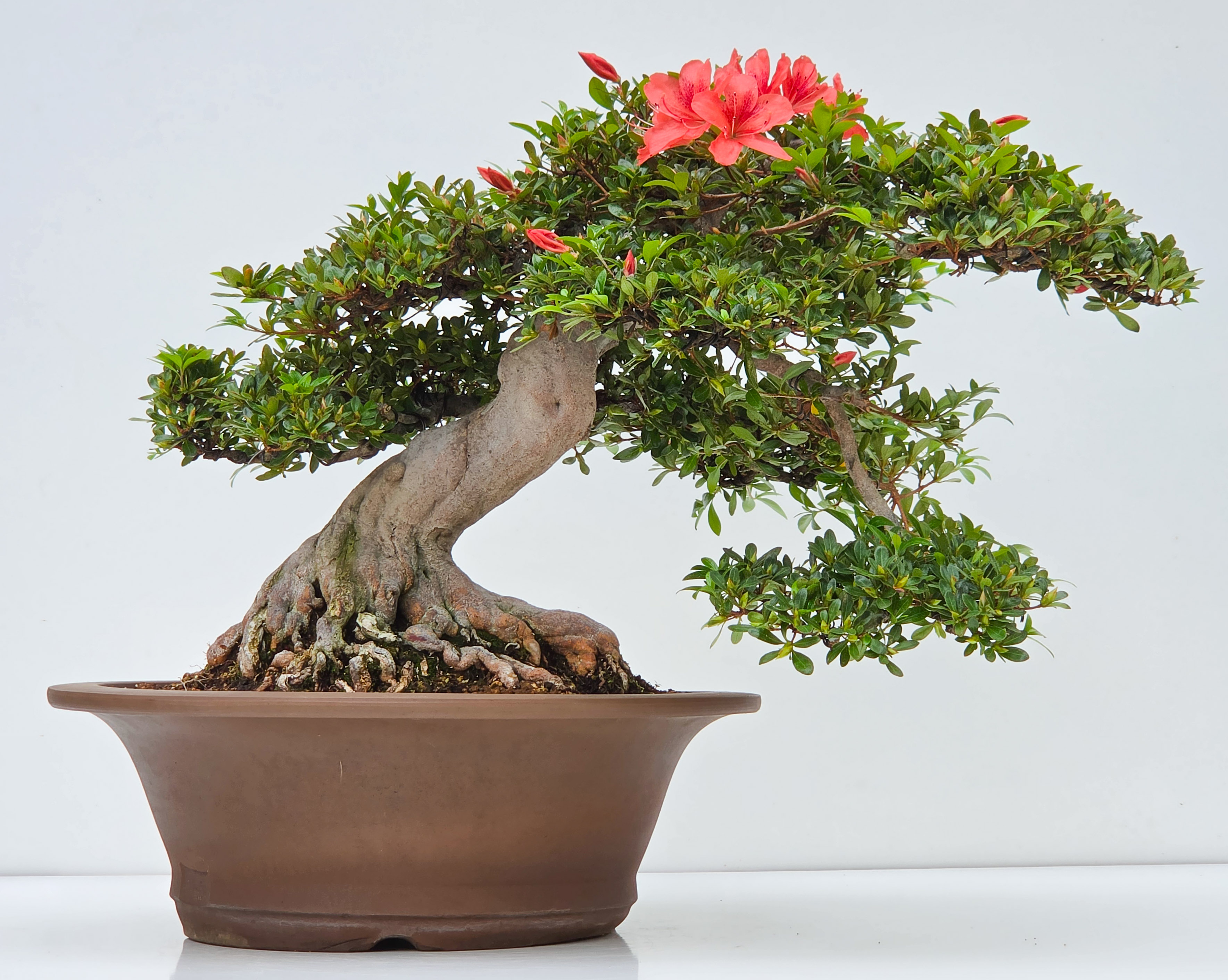 Bonsai Azalee -  Rhododendron indicum yatanokagami 35cm