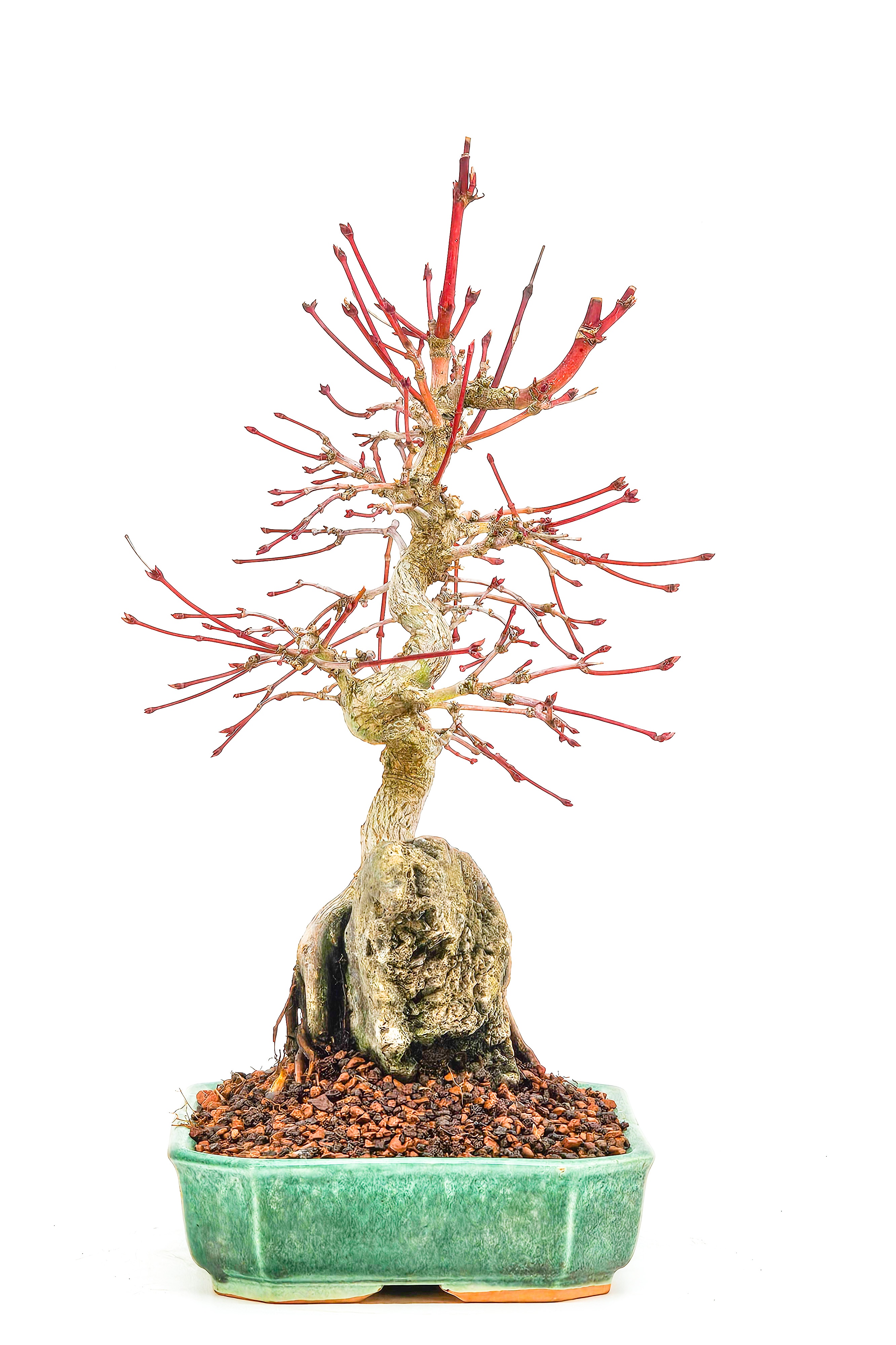 Bonsai Fächerahorn - Acer palmatum 27cm   
