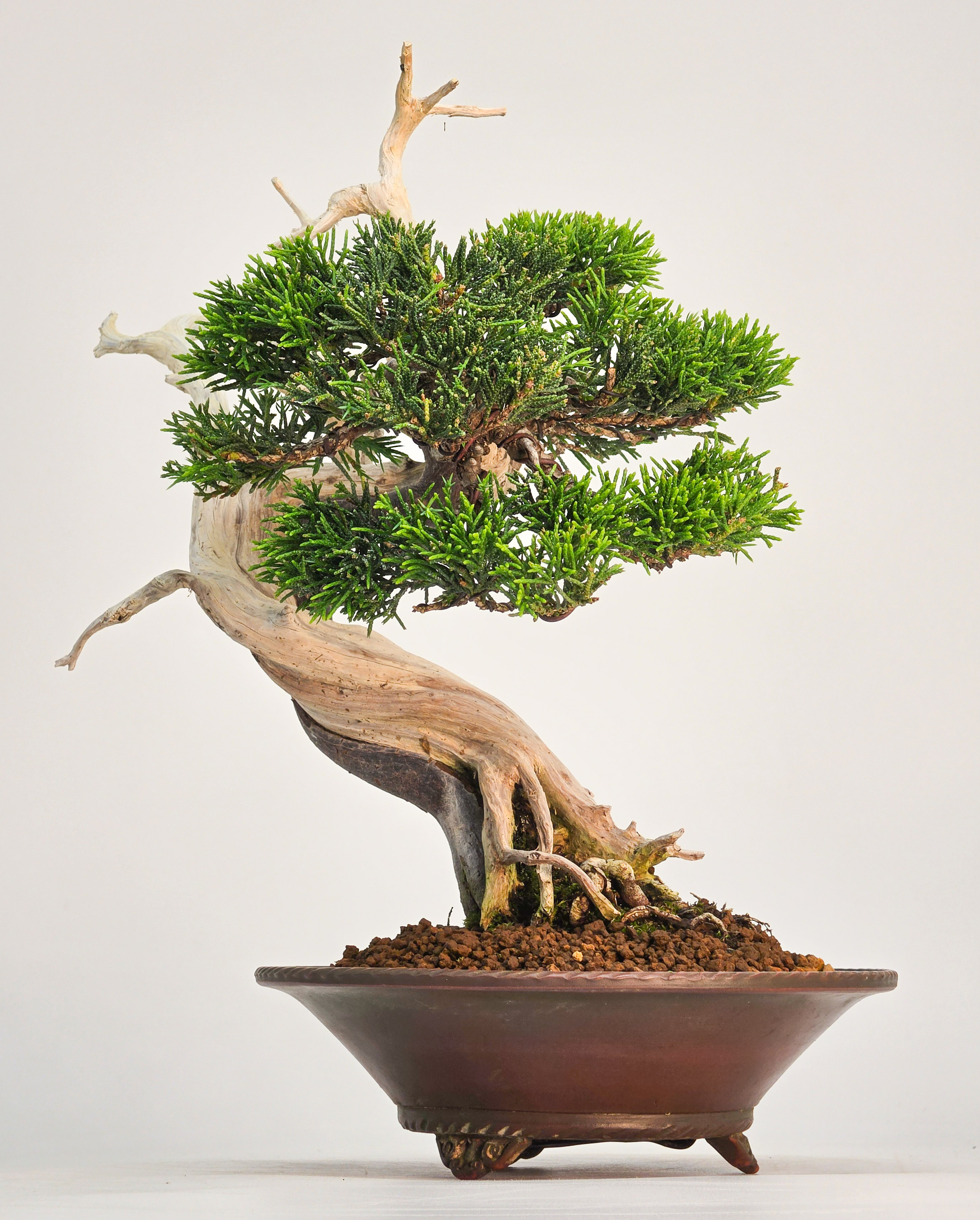 Bonsai Wacholder - Juniperus chinensis Shohin 19cm