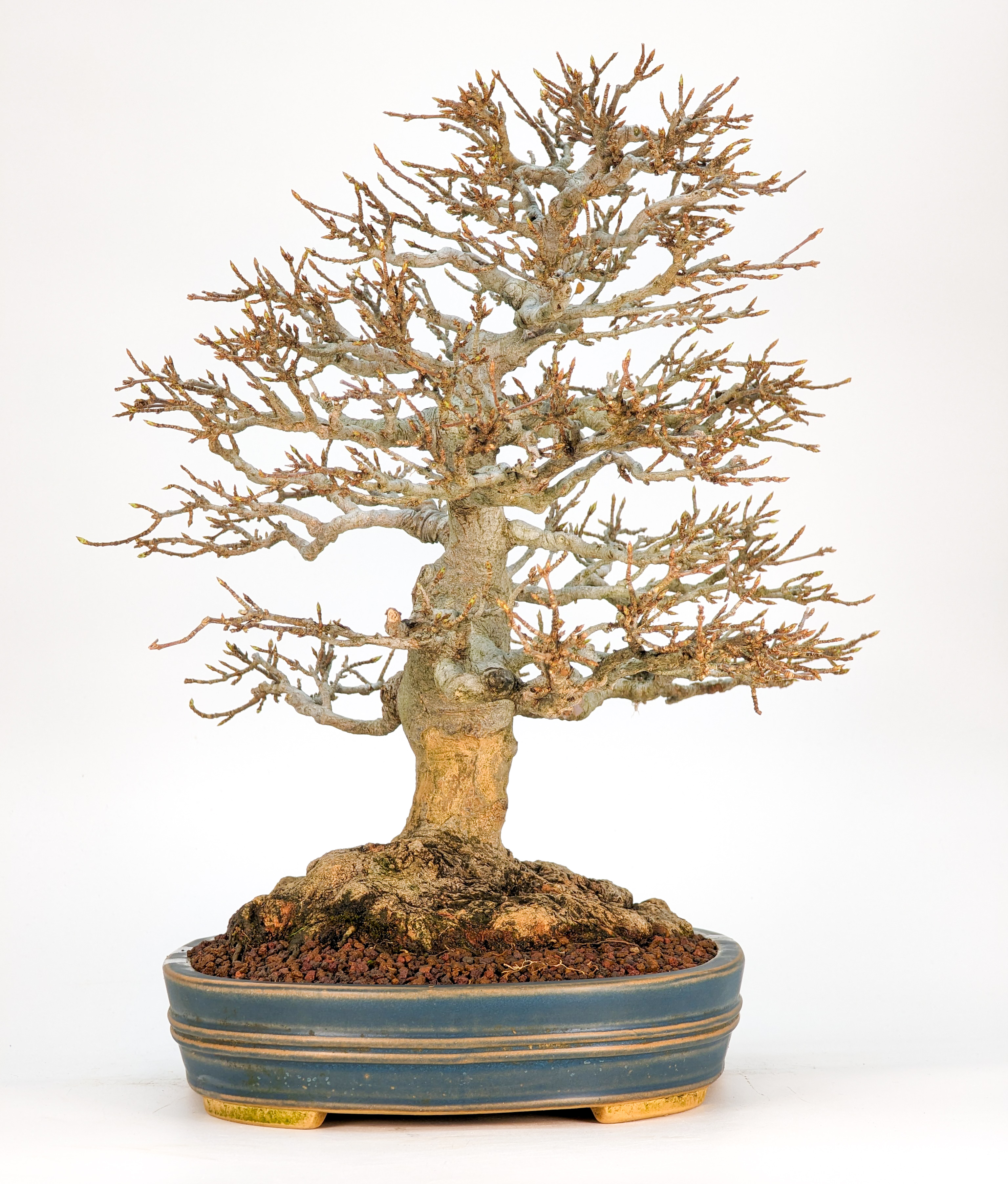 Bonsai Premium Dreispitzahorn - Acer buergerianum 27cm