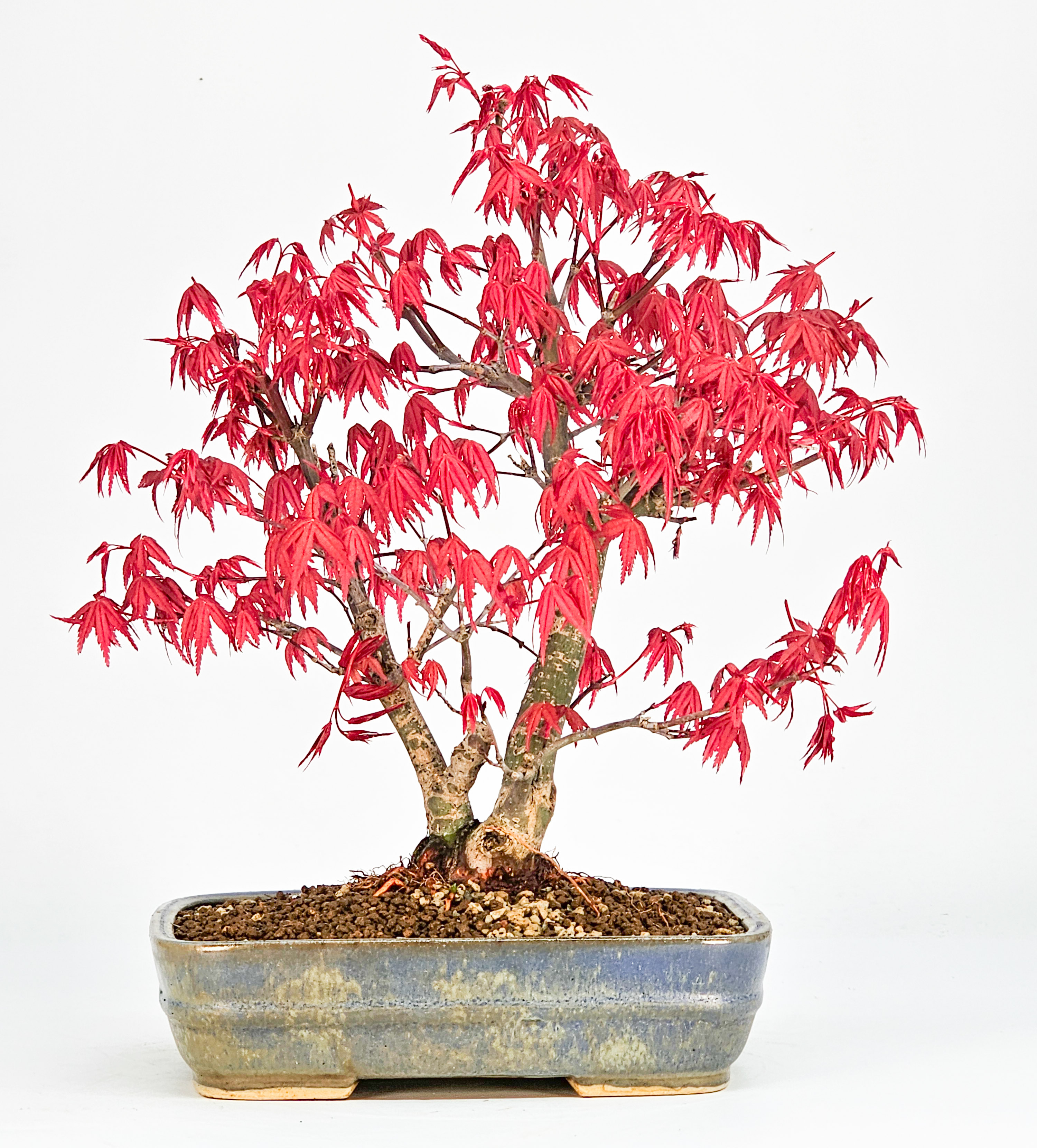 Bonsai Fächerahorn Acer palmatum Deshojo 24cm 