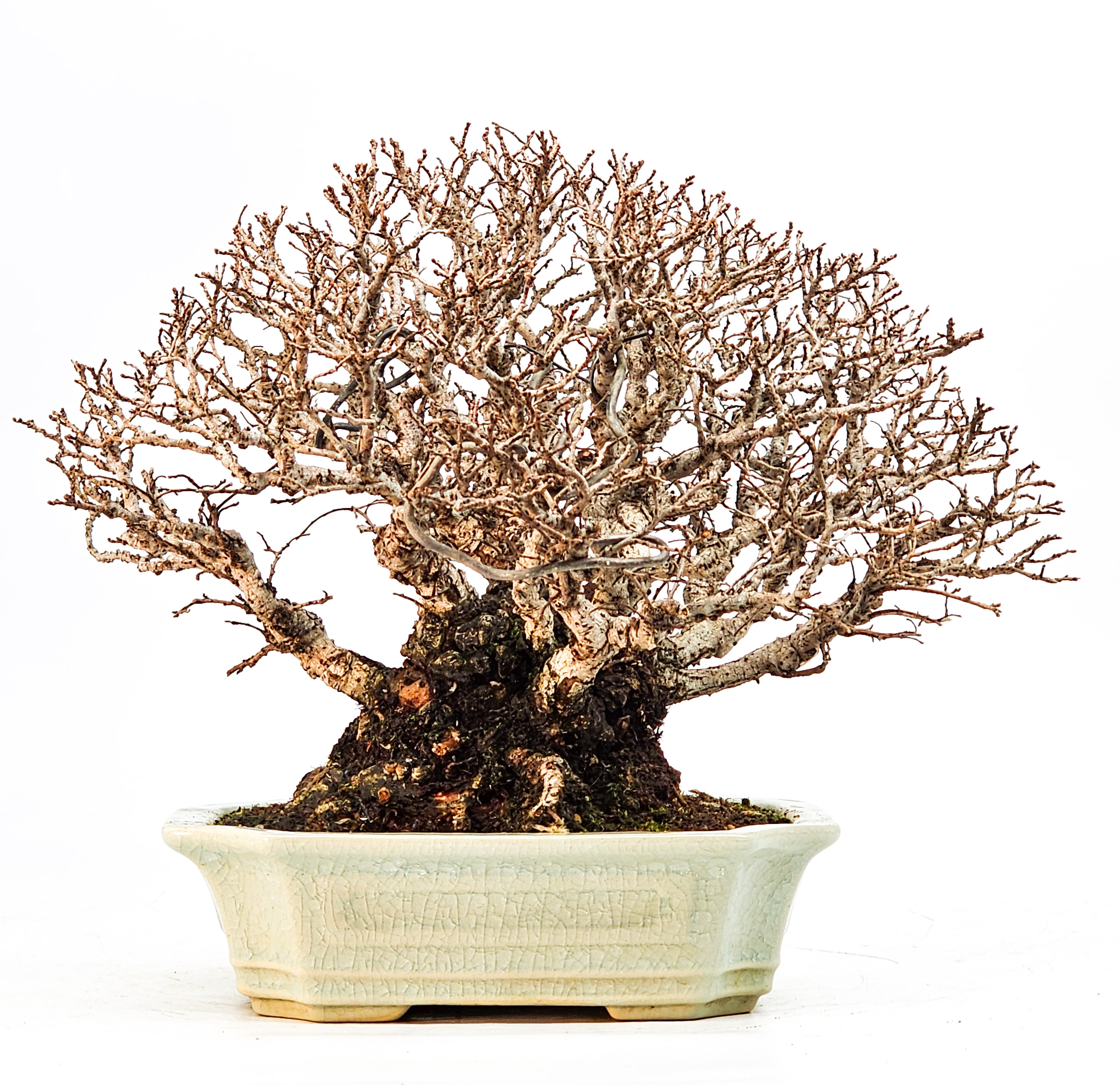 Bonsai Japanische Ulme - Ulmus parvifolia Shohin 17cm Bonsai Japanische Ulme - Ulmus parvifolia Shohin 17cm
