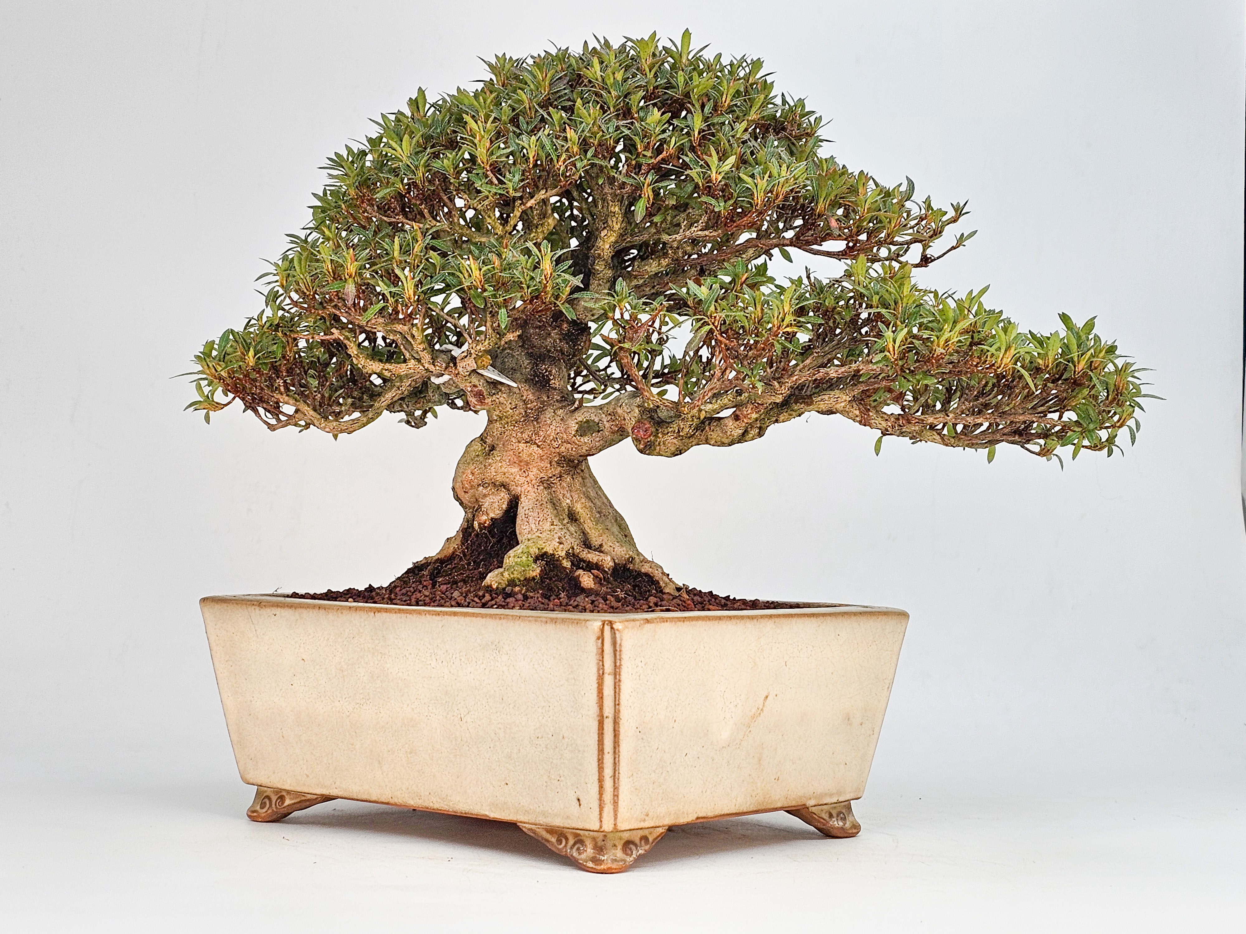 Bonsai Azalee - Rhododendron indicum - Hikorin 24cm