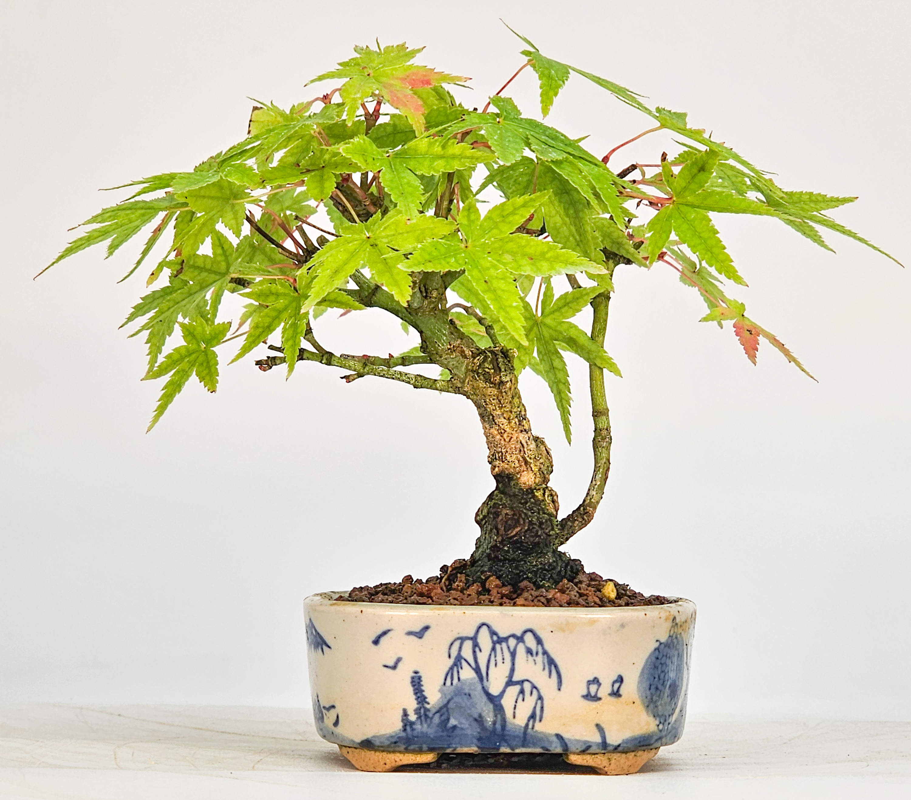 Bonsai Fächerahorn - Acer palmatum Mame 9cm