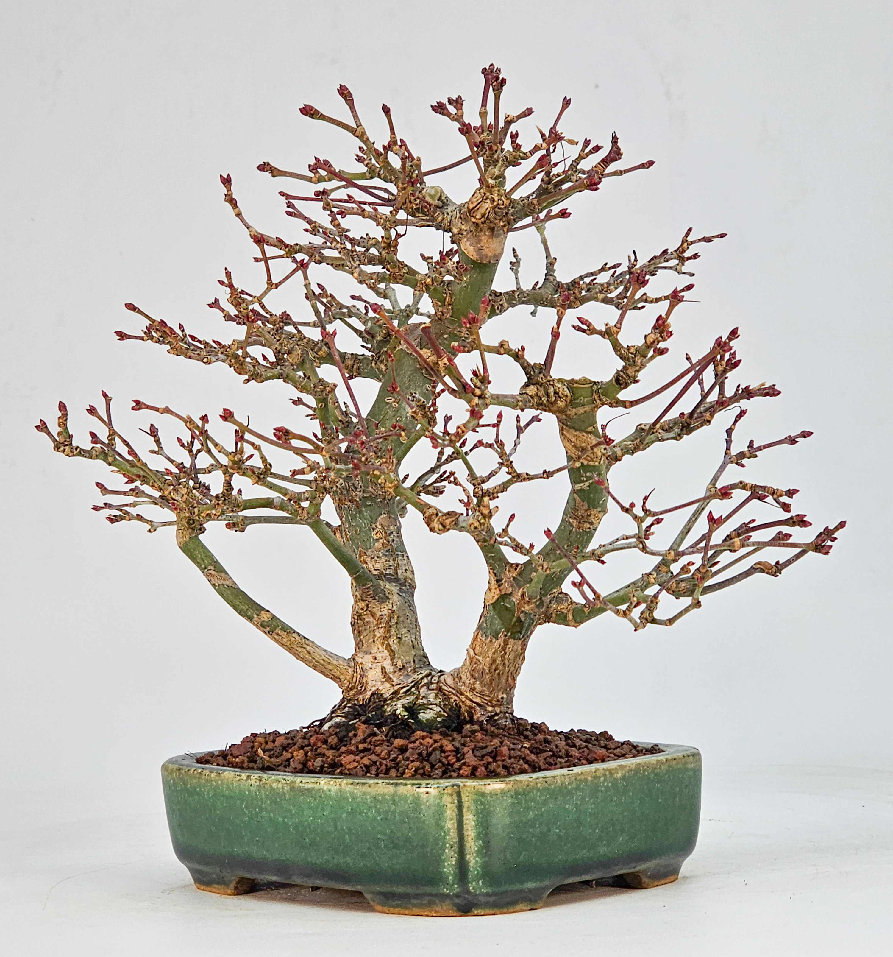 Bonsai Fächerahorn - Acer palmatum Orihime Shohin 17cm 