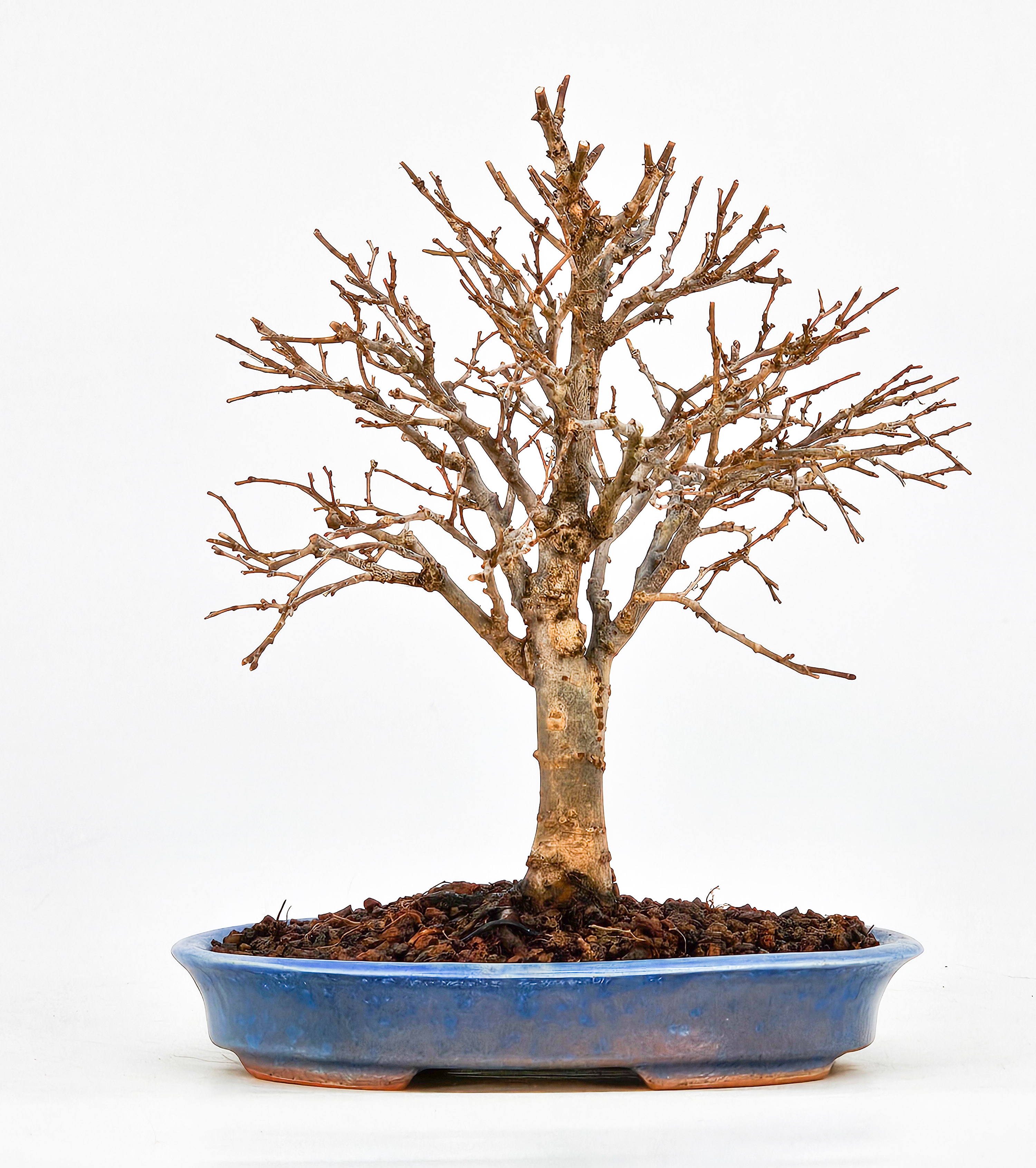 Bonsai Zelkova serrata Shohin 15cm