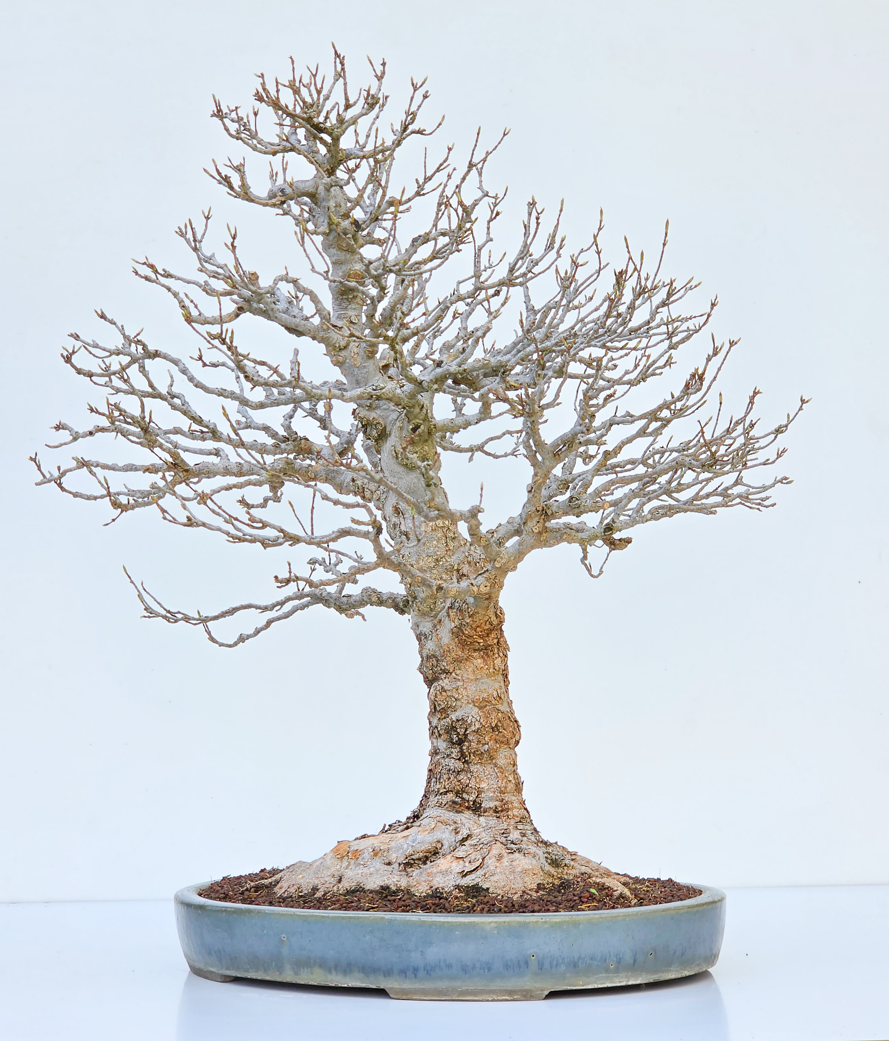 Bonsai Dreispitzahorn  - Acer buergerianum Arakawa 63cm Video!!