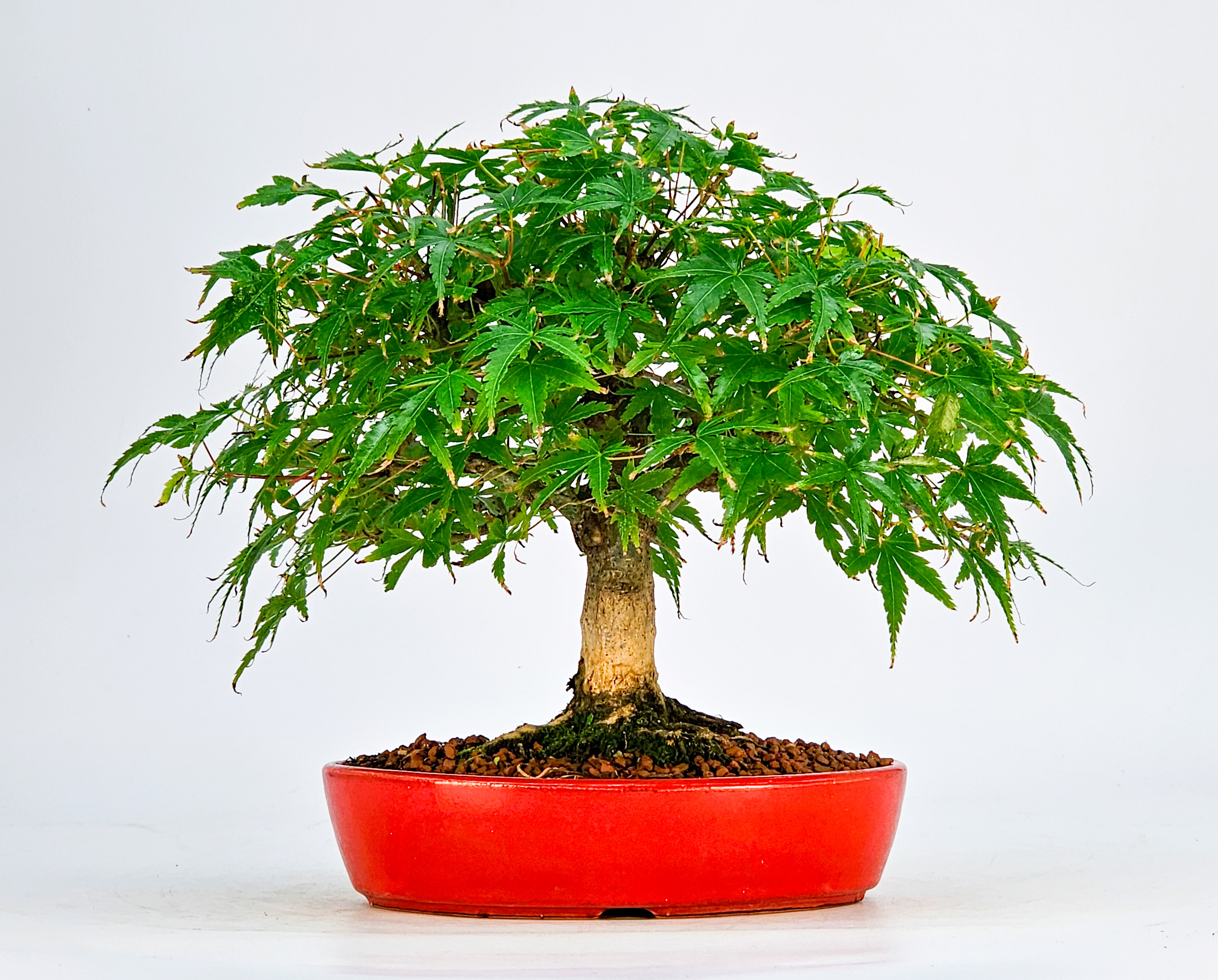 Bonsai Fächerahorn Acer Palmatum Shohin, schönes Nebari 16cm Bonsai Fächerahorn Acer Palmatum Shohin, schönes Nebari 16cm