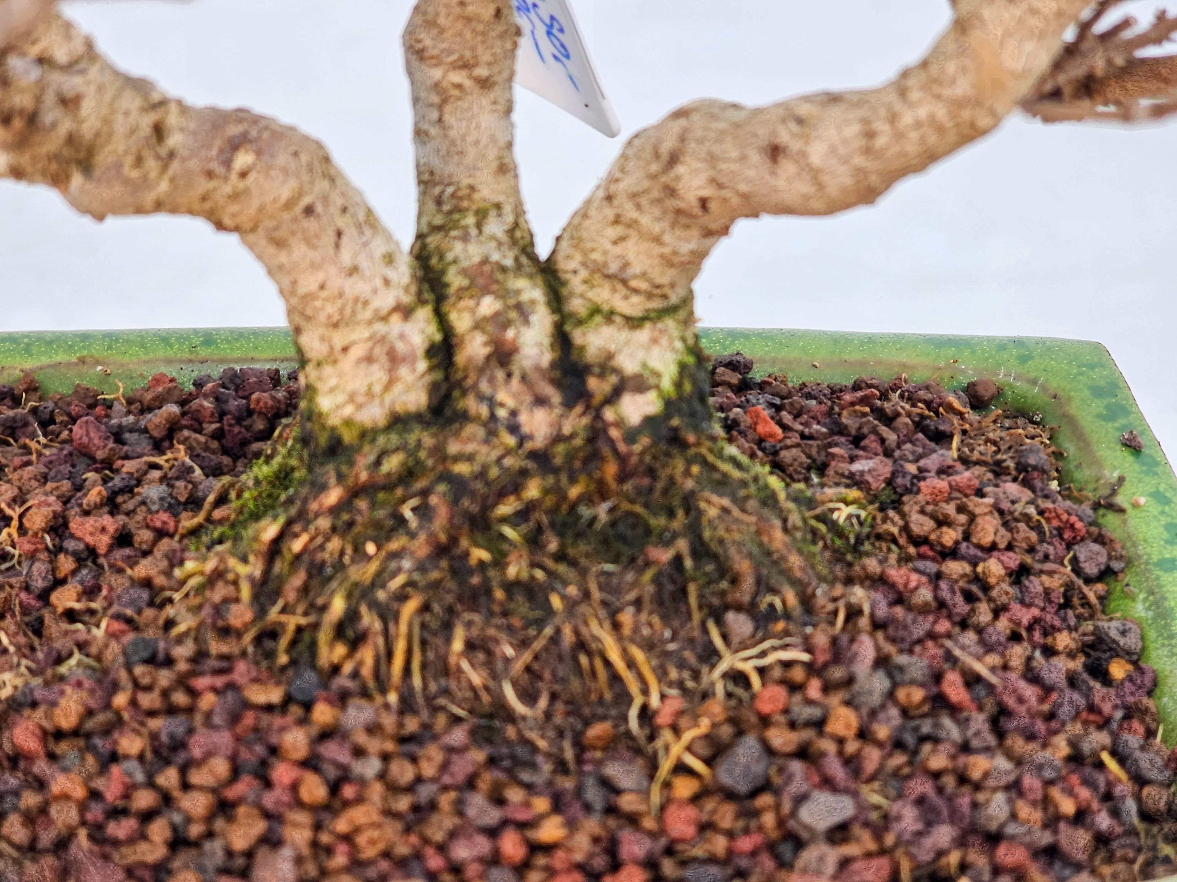 Bonsai Japanische Schönfrucht - Callicarpa japonica Shohin 20cm