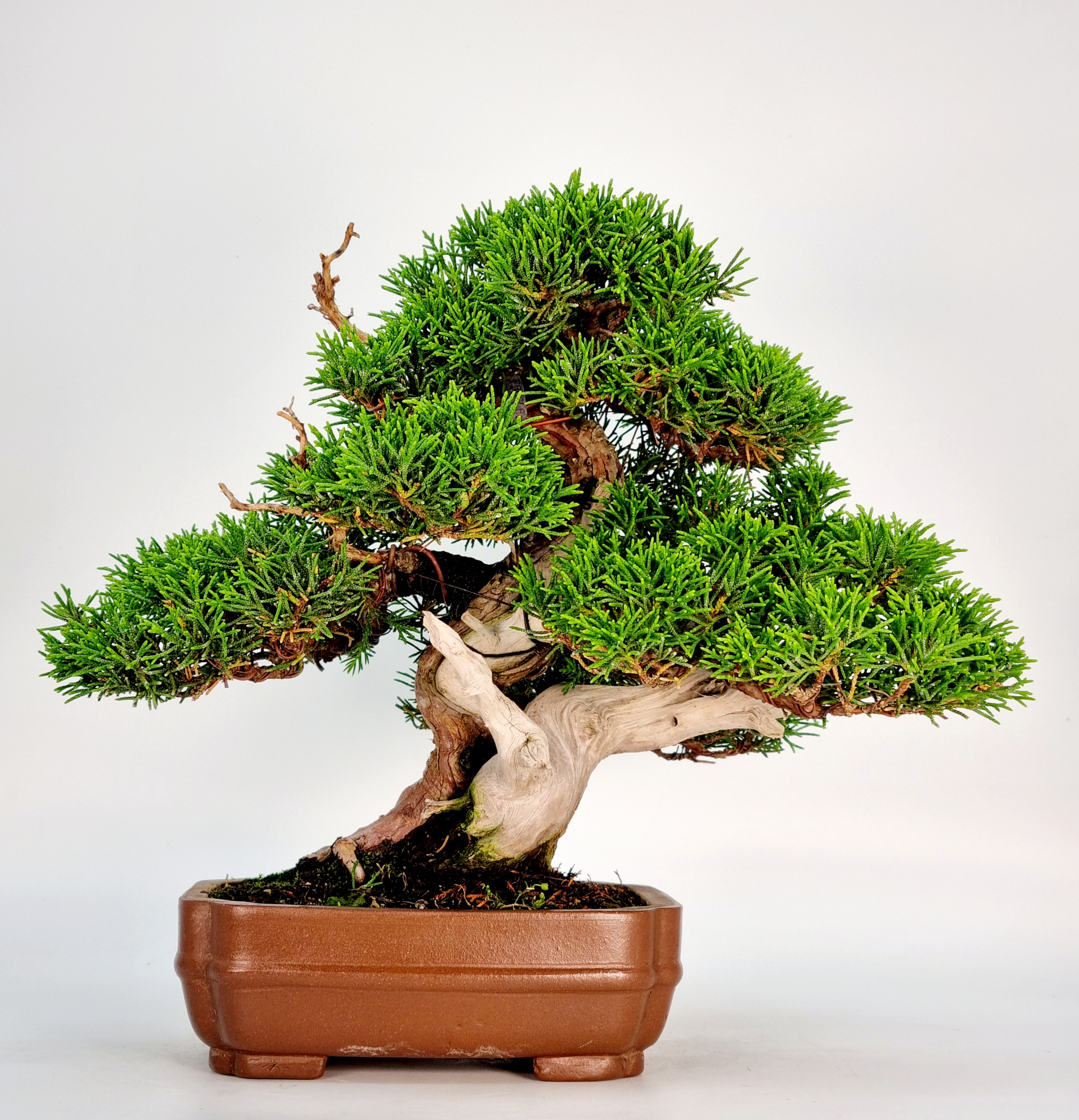 Bonsai Wacholder Juniperus Itoigawa Shohin 21cm  