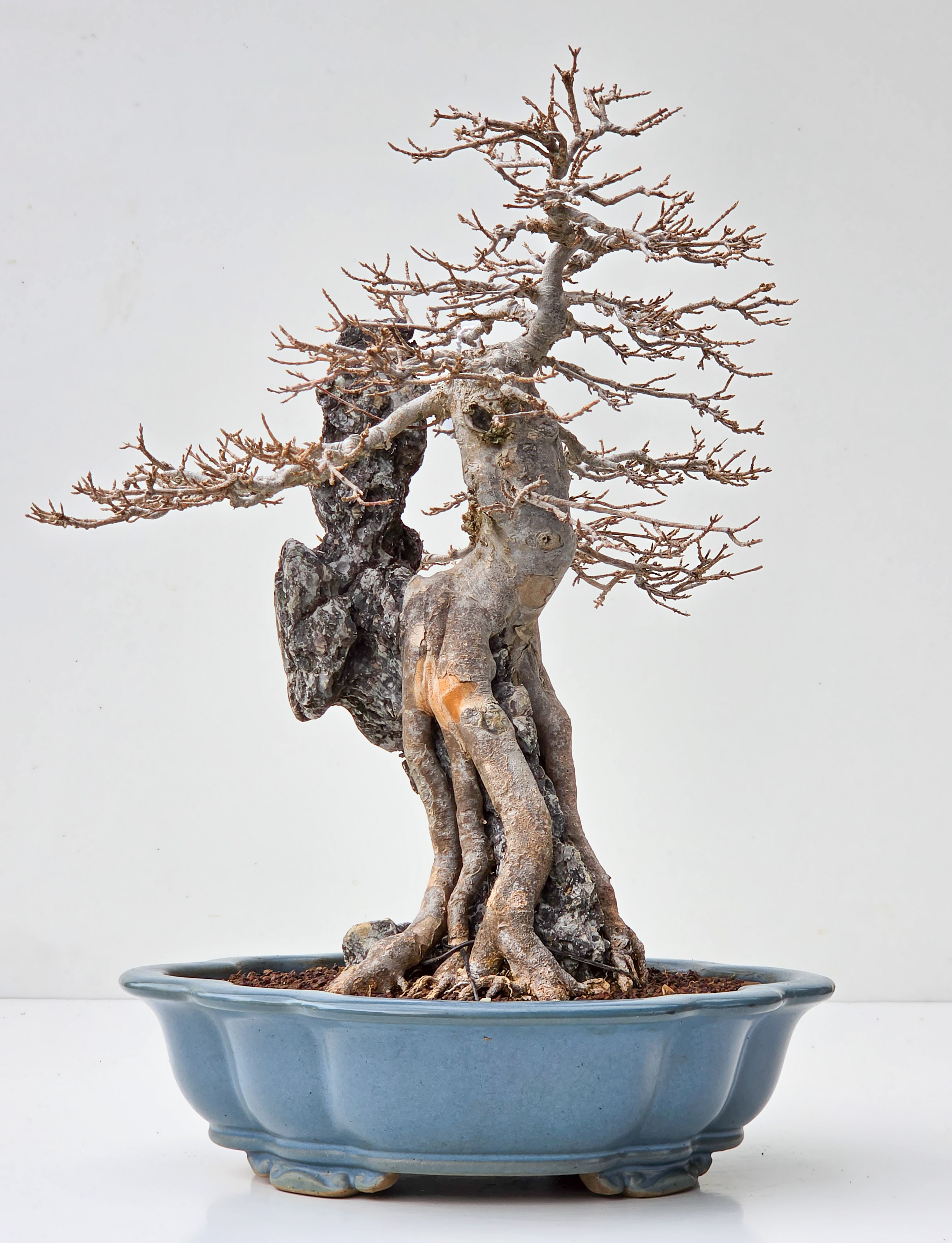 Bonsai Dreispitzahorn  - Acer buergerianum Ishizuki 40cm
