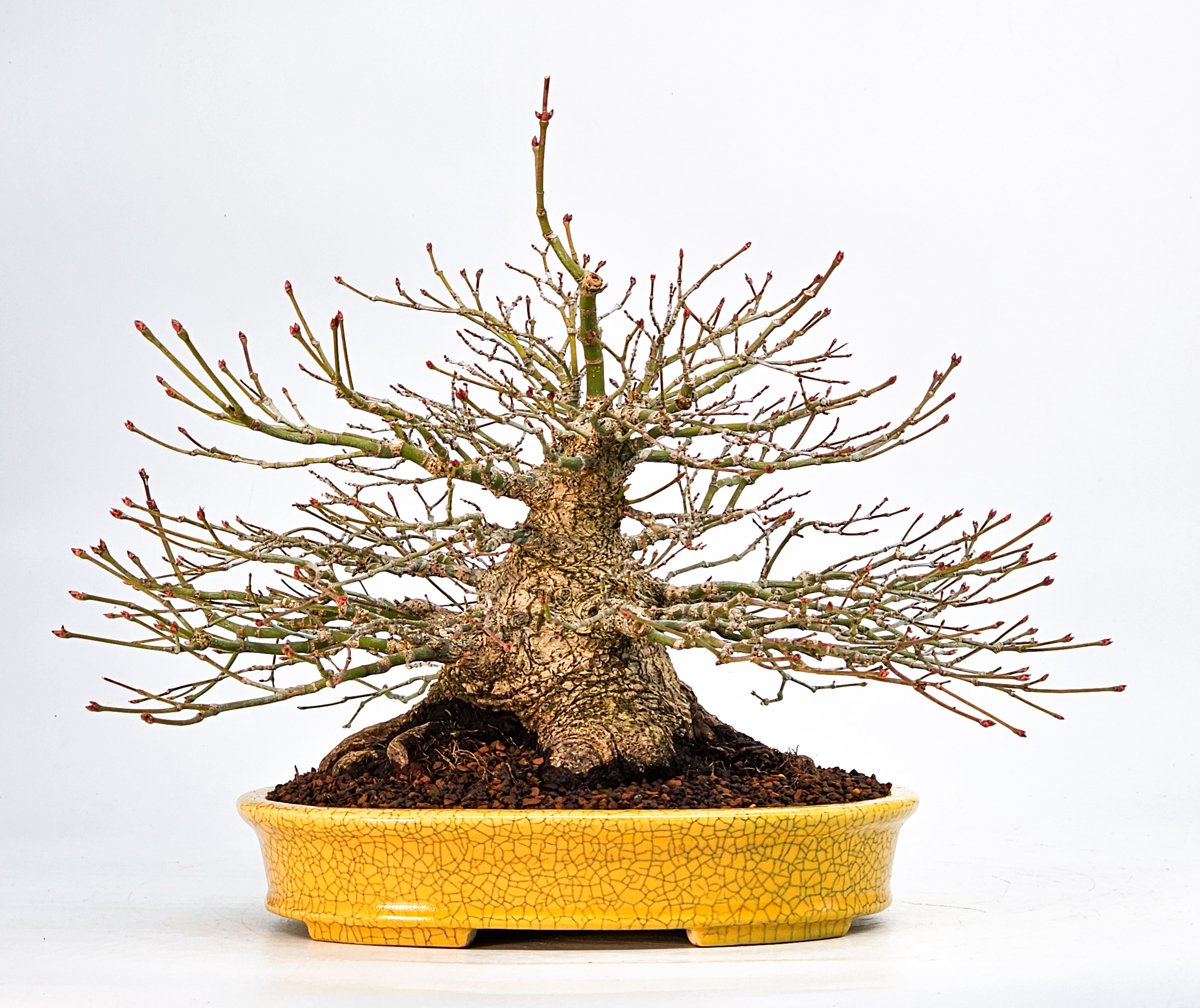 Bonsai Fächerahorn - Acer palmatum Shohin 21cm Video!!