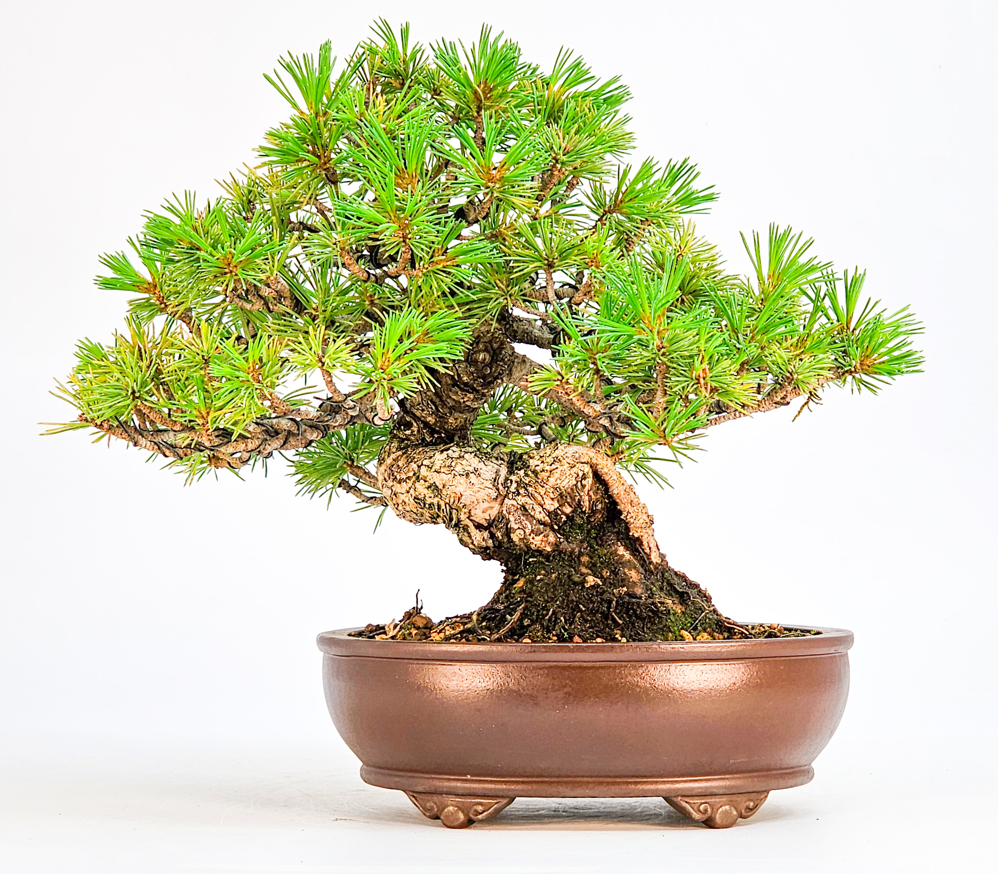 Bonsai Pinus parviflora - Mädchenkiefer Shohin 17,5cm