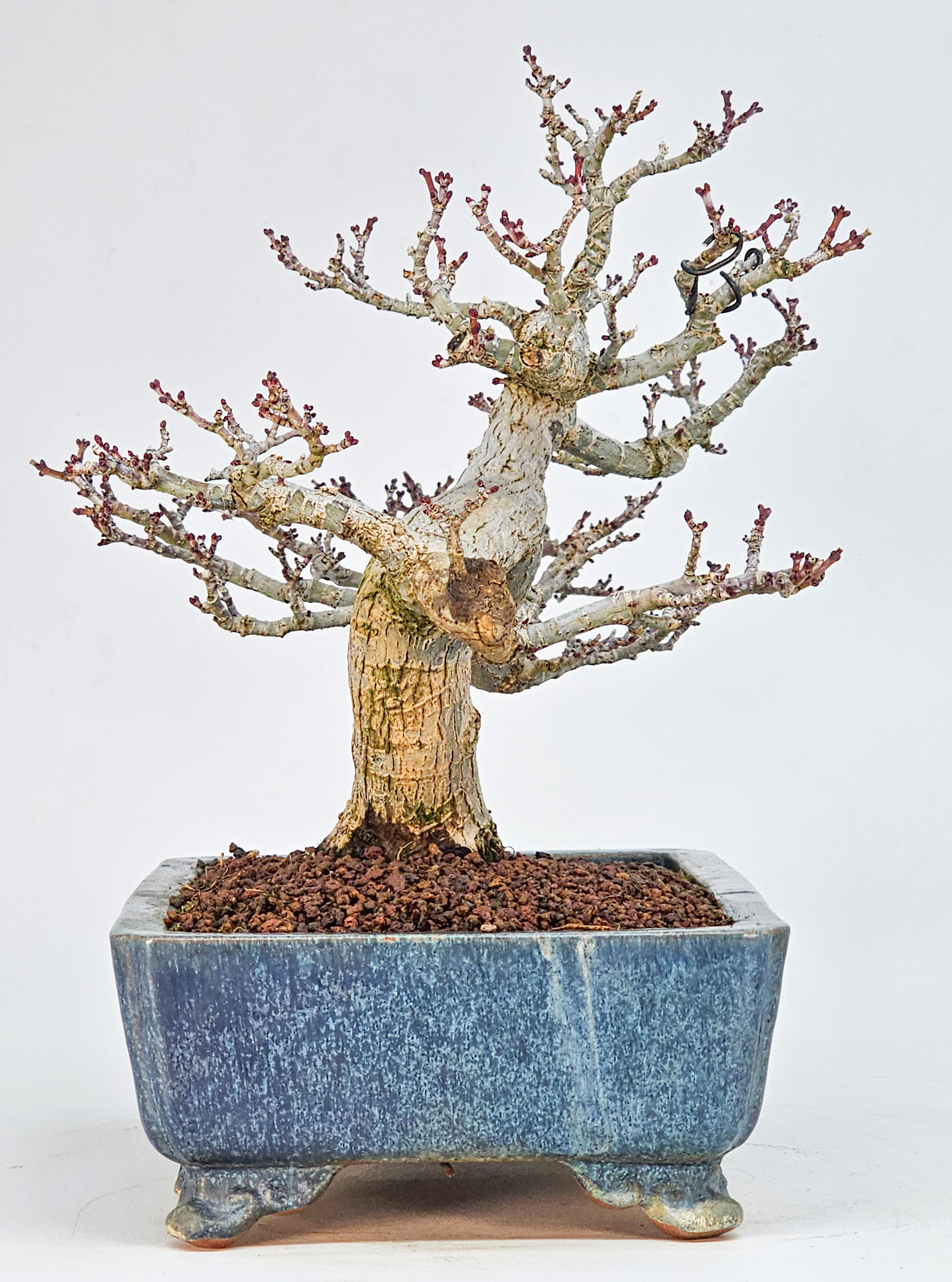 Bonsai Premium Löwenkopfahorn- Acer palmatum Shishigashira Shohin 21cm
