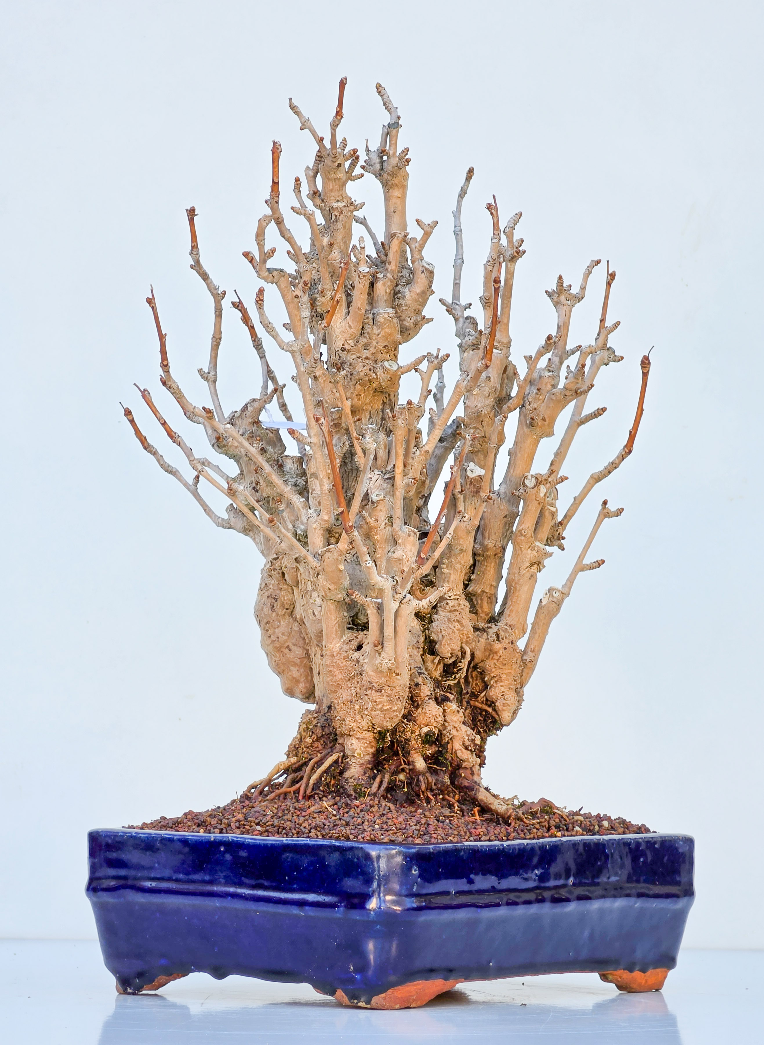 Bonsai Ginkgo biloba 35cm
