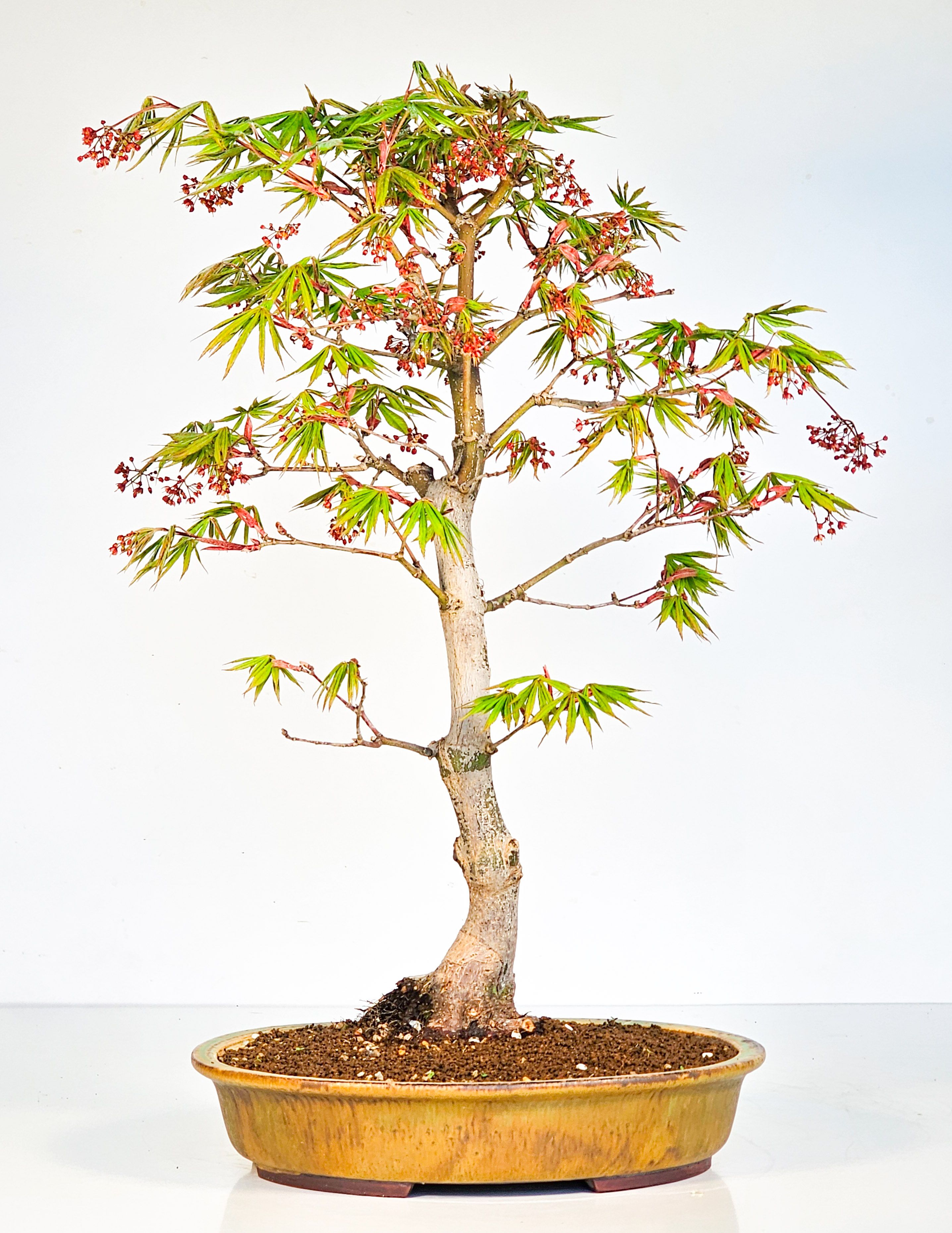 Bonsai Fächerahorn - Acer palmatum Osakazuki 48cm  