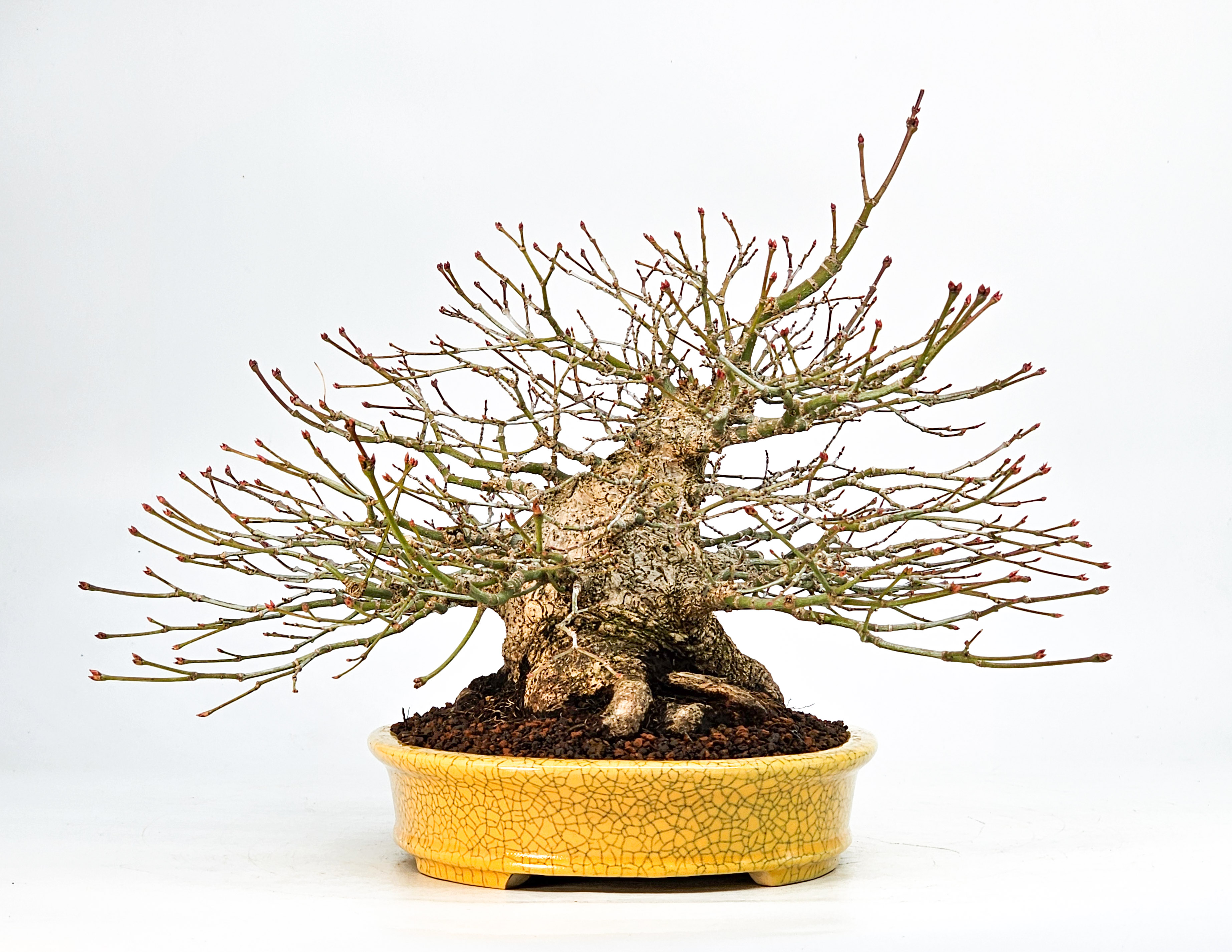 Bonsai Fächerahorn - Acer palmatum Shohin 21cm Video!!
