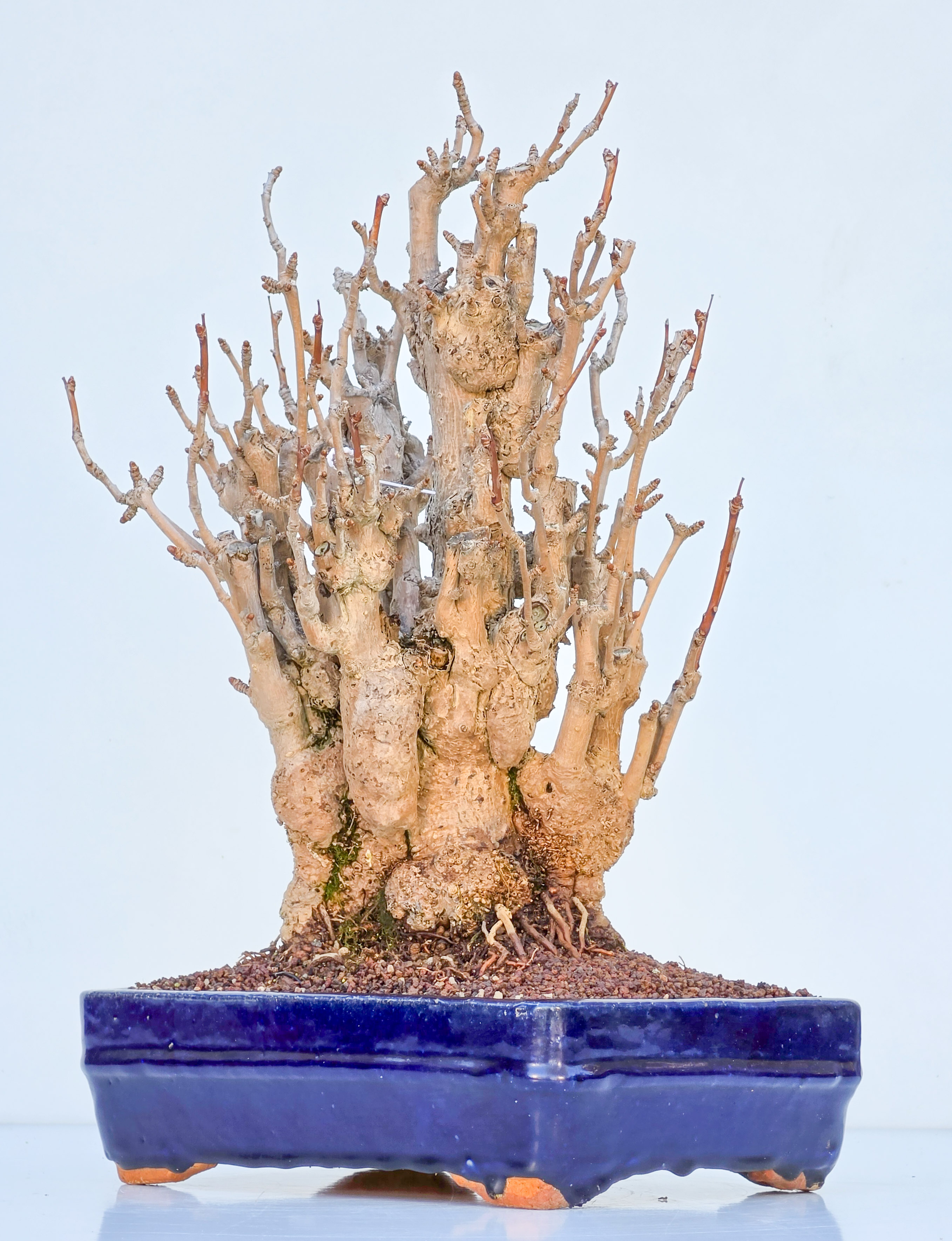 Bonsai Ginkgo biloba 35cm