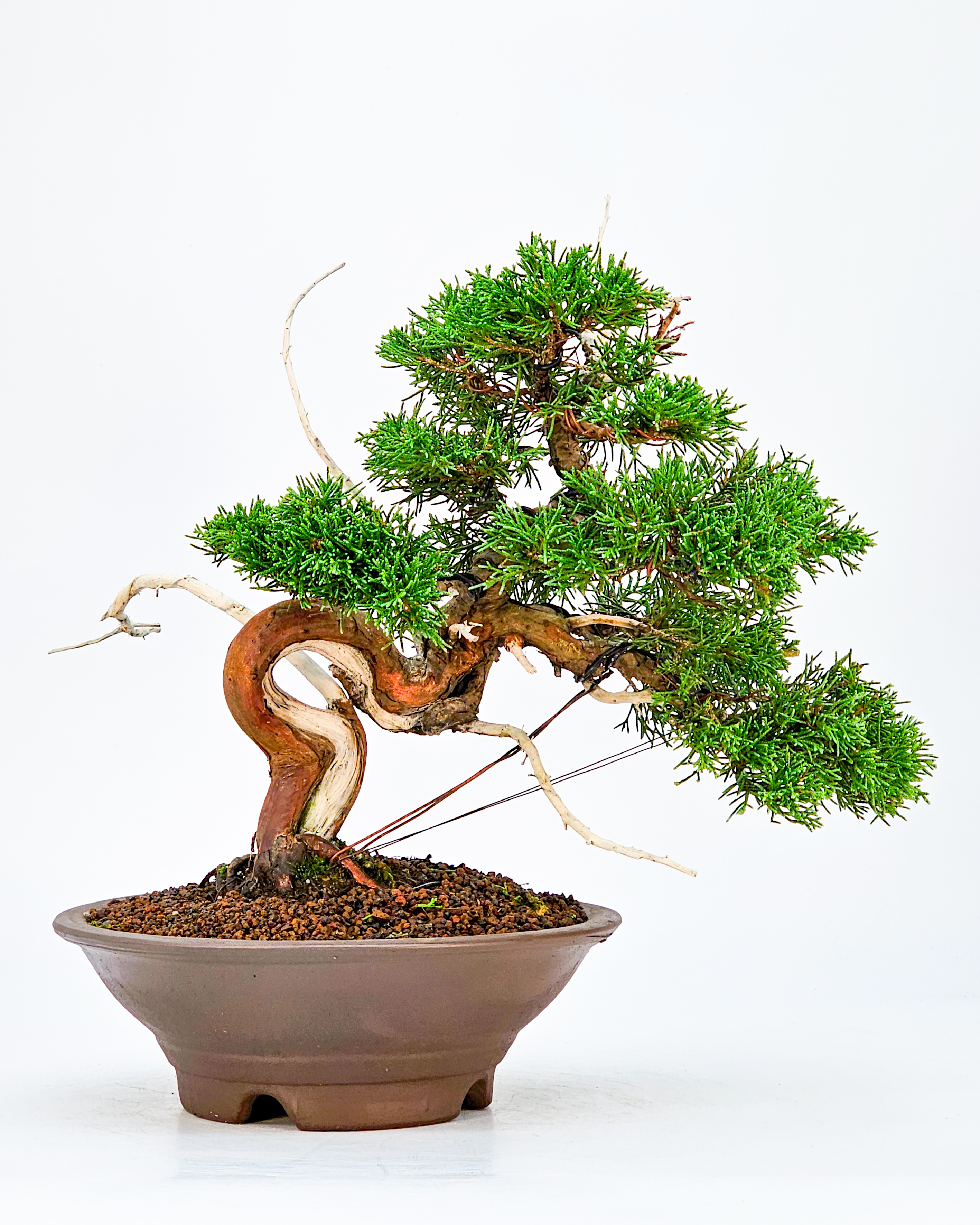 Bonsai Wacholder - Juniperus chinensis 25cm 