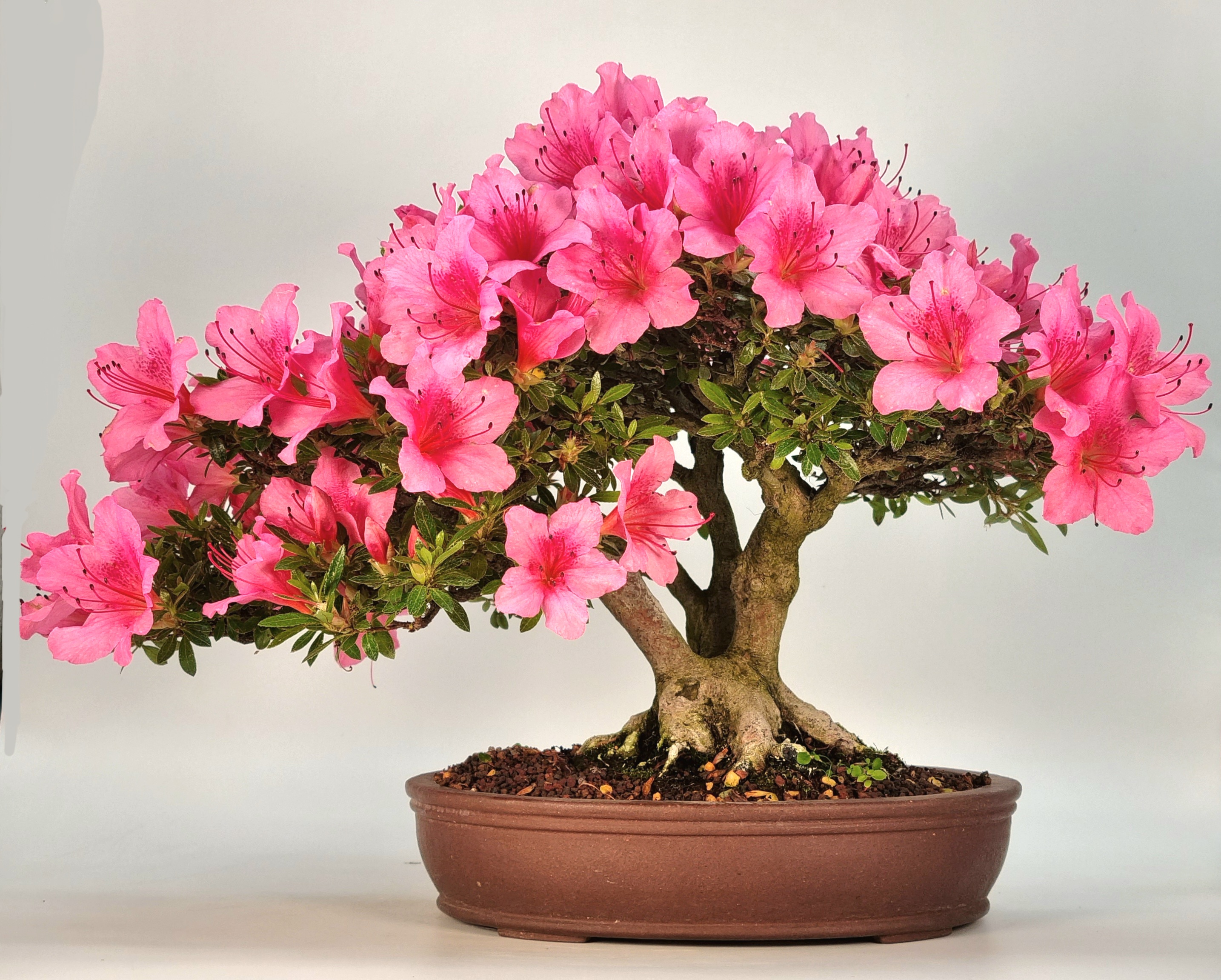 Bonsai Azalee Rhododendron indicum Shohin 21cm