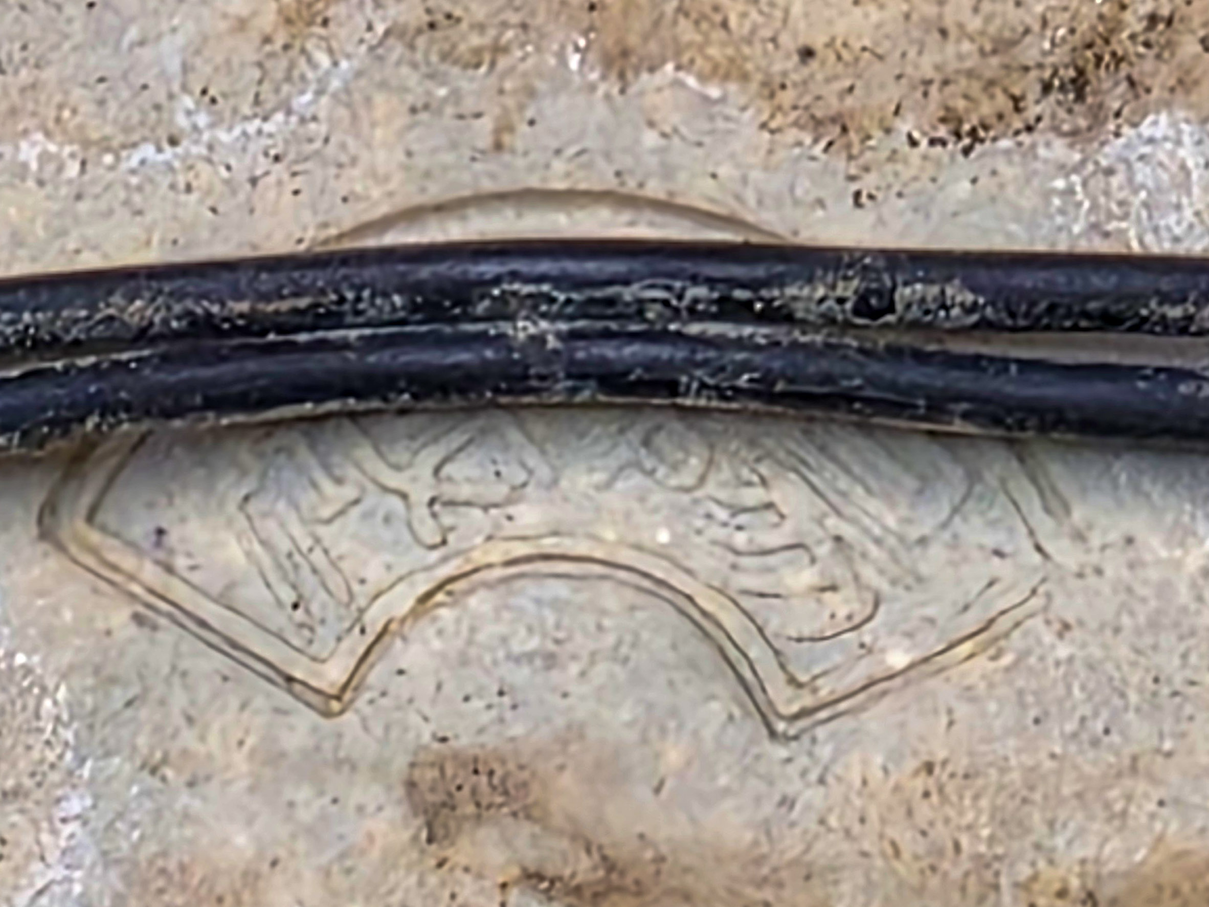 Bonsai Azalee - Rhododendron indicum - Iwaiboshi  Shohin 17cm