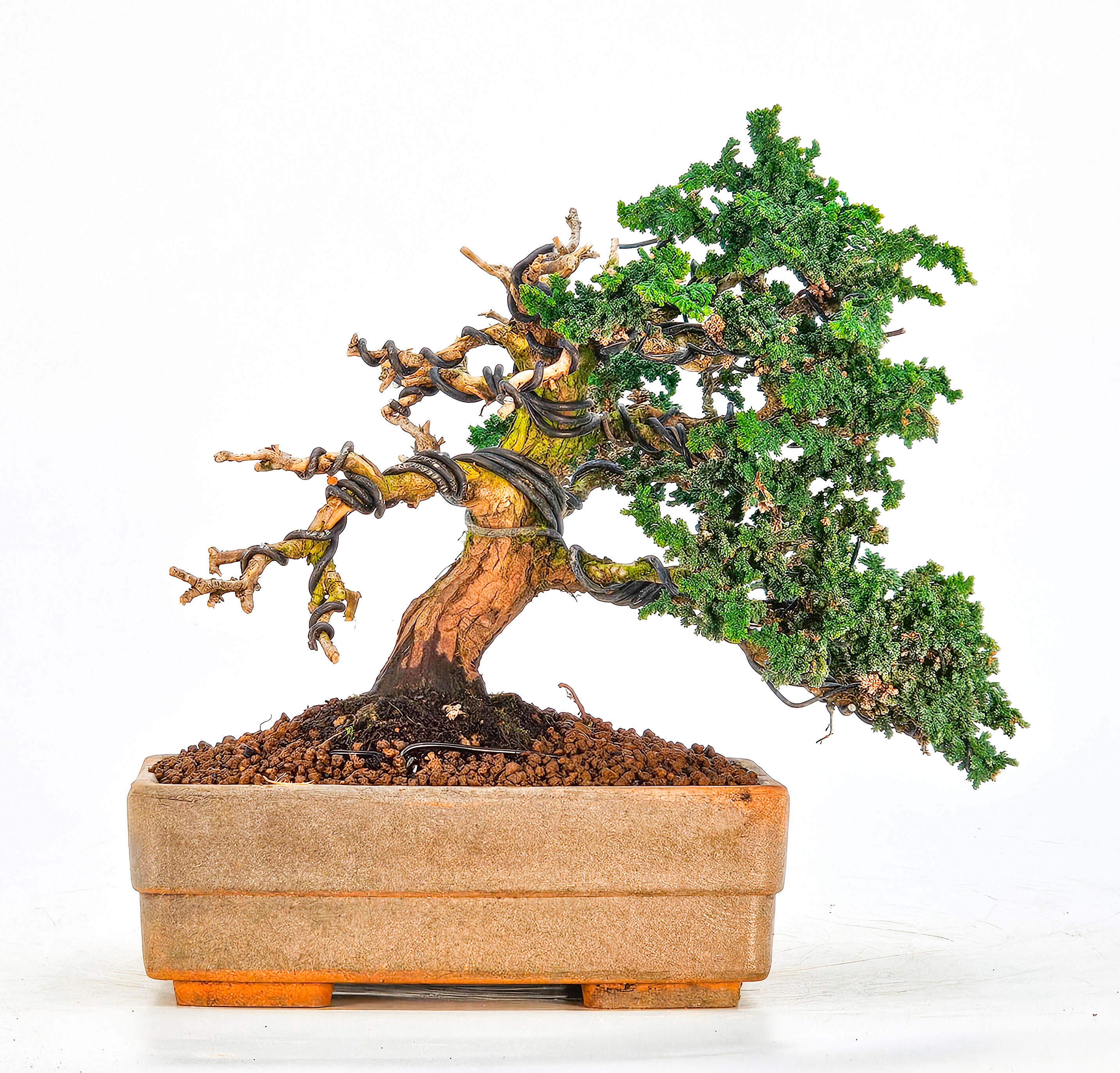 Bonsai Chamaecyparis obtusa Sekka hinoki Shohin 14cm  