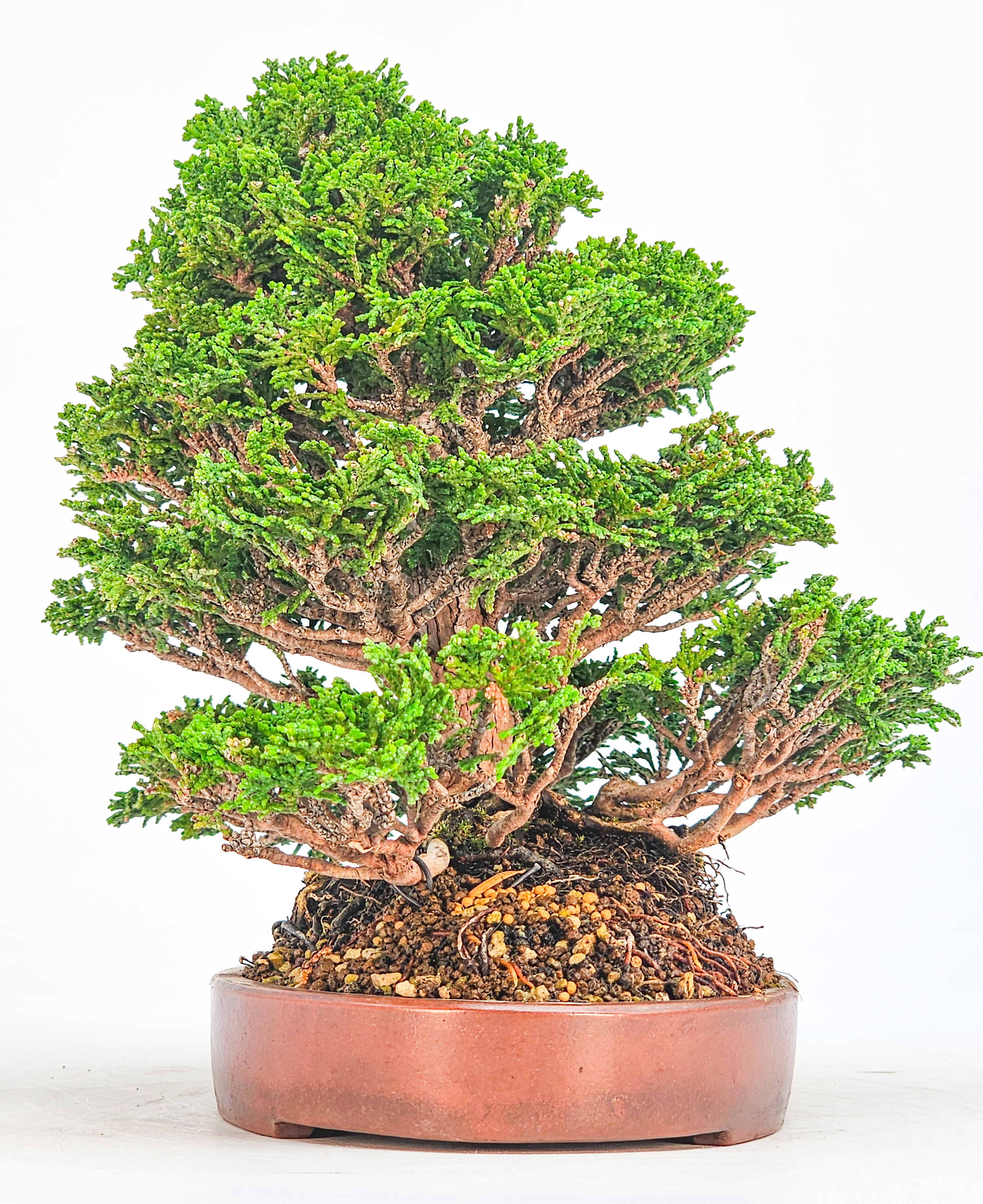 Bonsai Chamaecyparis obtusa Shohin 18,5 cm Bonsai Chamaecyparis obtusa Shohin 18,5 cm