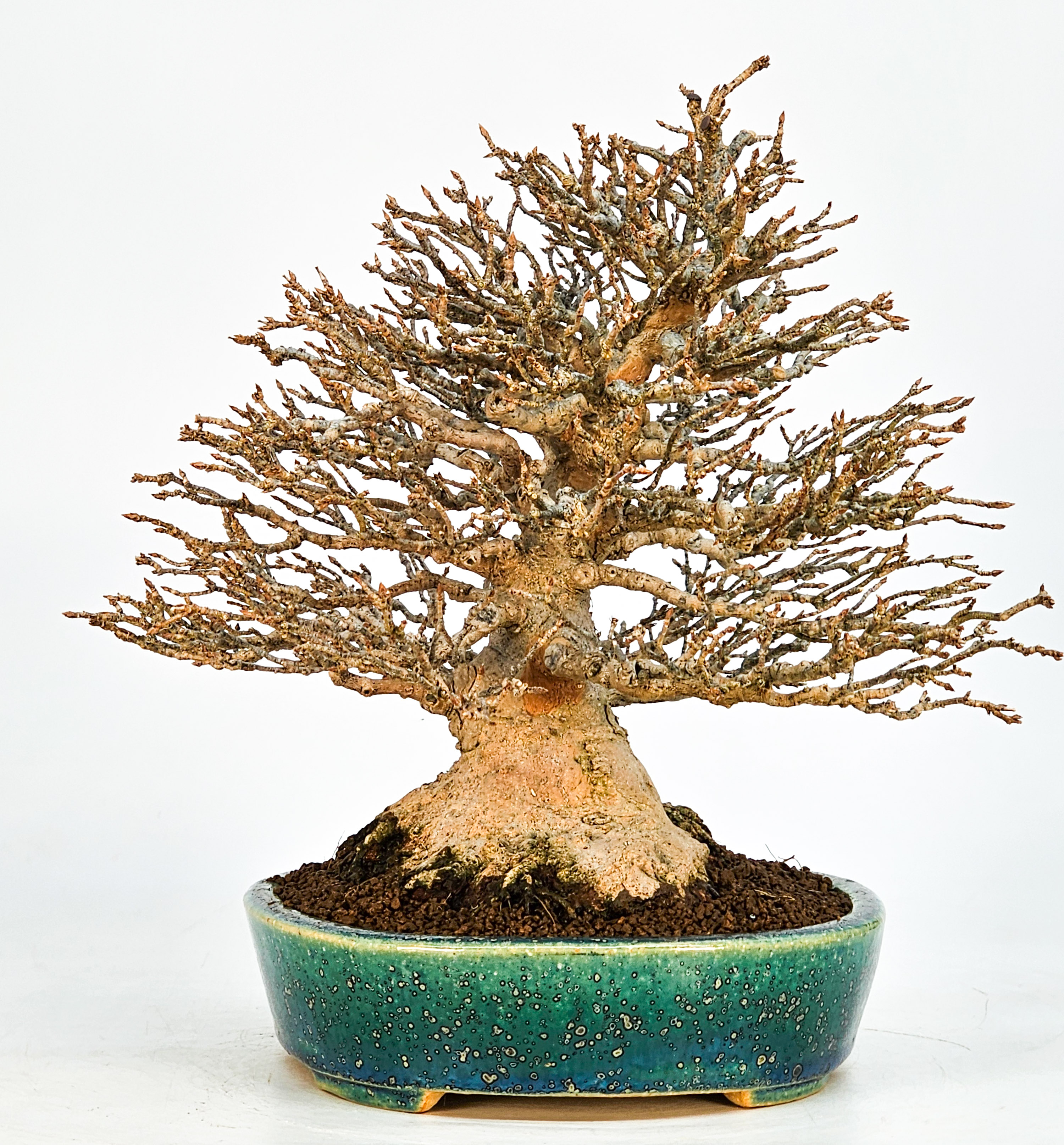 Bonsai Dreispitzahorn - Acer buergerianum 21cm Bonsai Dreispitzahorn - Acer buergerianum 21cm