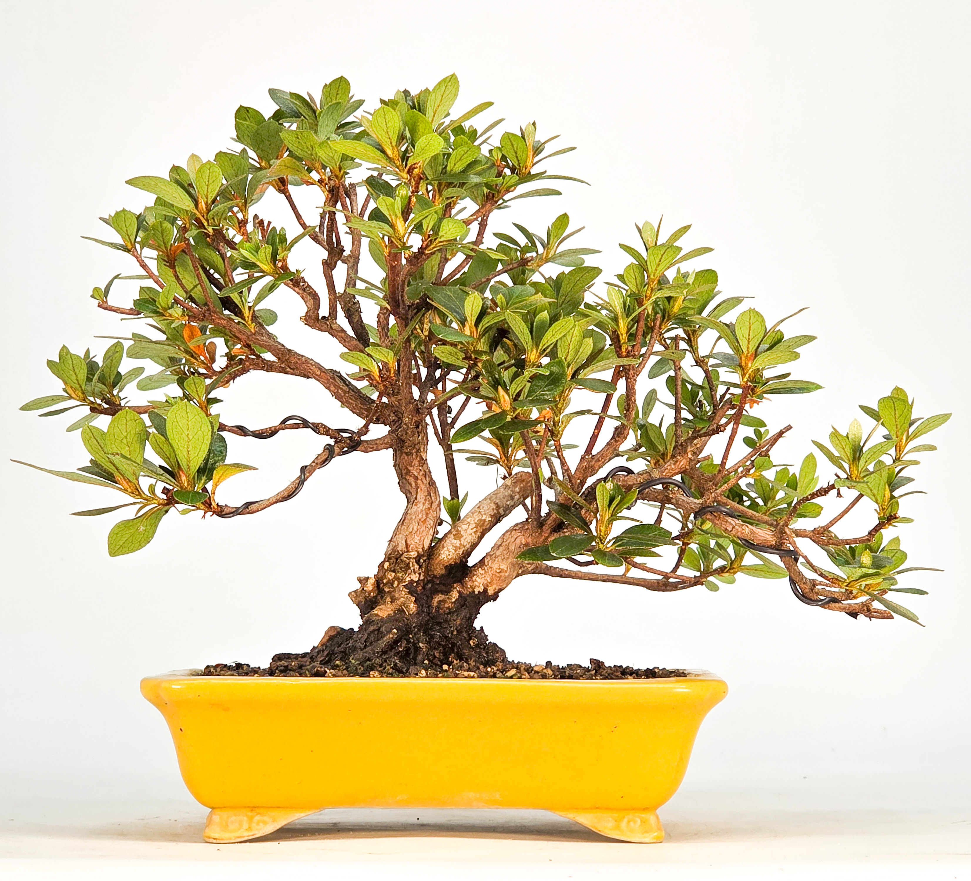 Bonsai Azalee - Rhododendron indicum - Iwaiboshi  Shohin 17cm