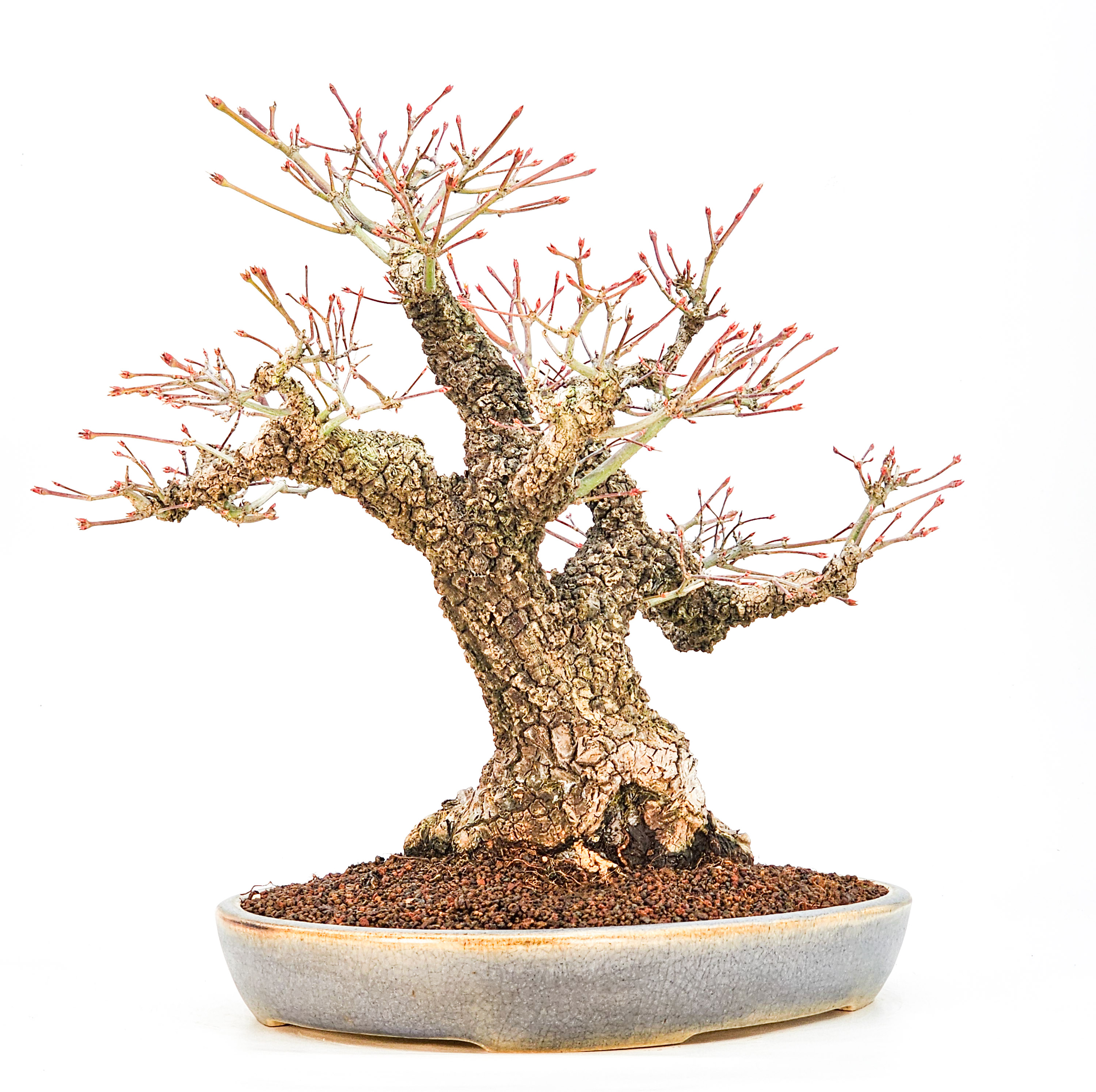 Bonsai Fächerahorn - Acer palmatum Arakawa 37cm - Video!!