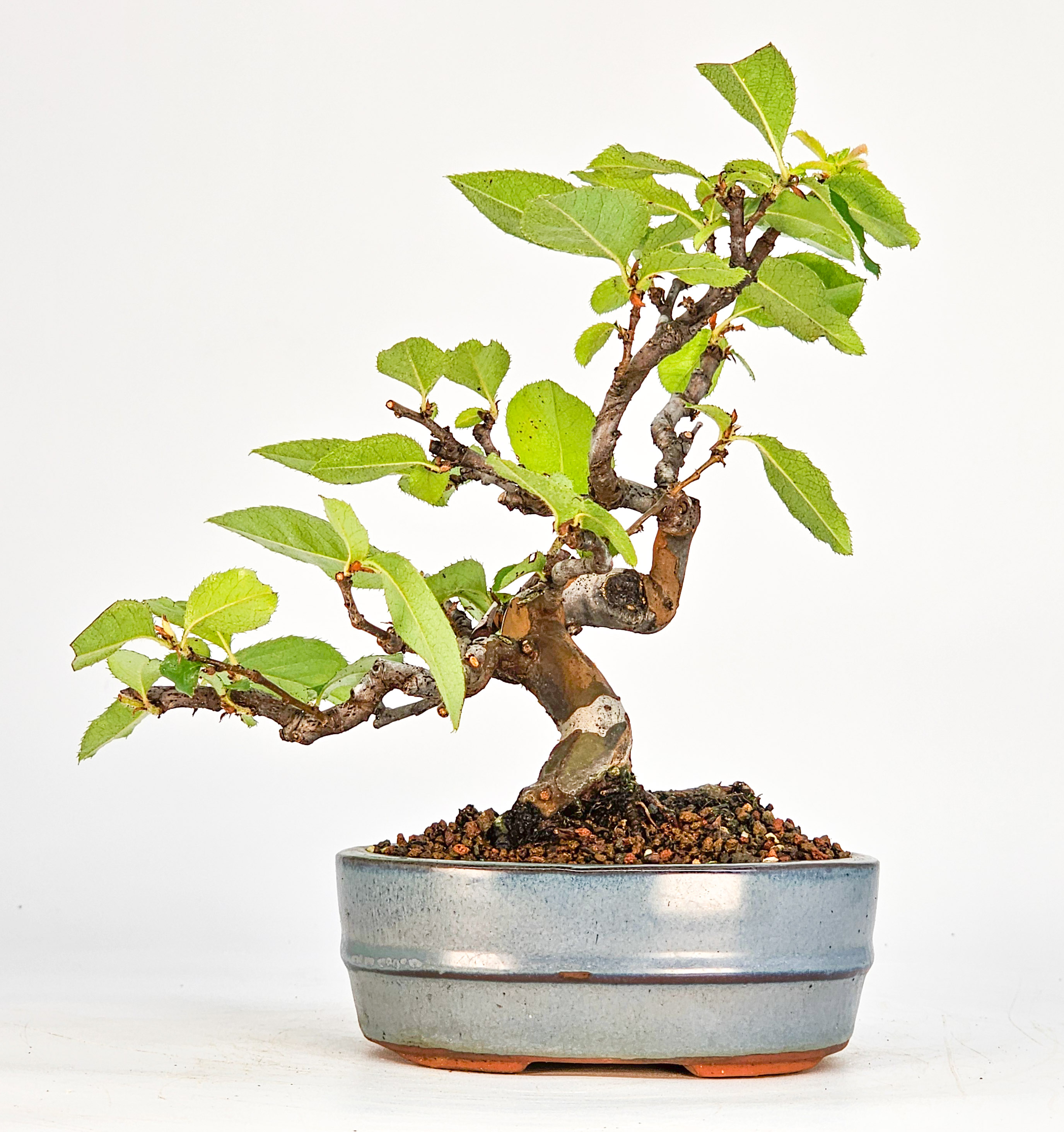 Bonsai Quitte - Pseudocydonia sinensis Shohin 14,5cm