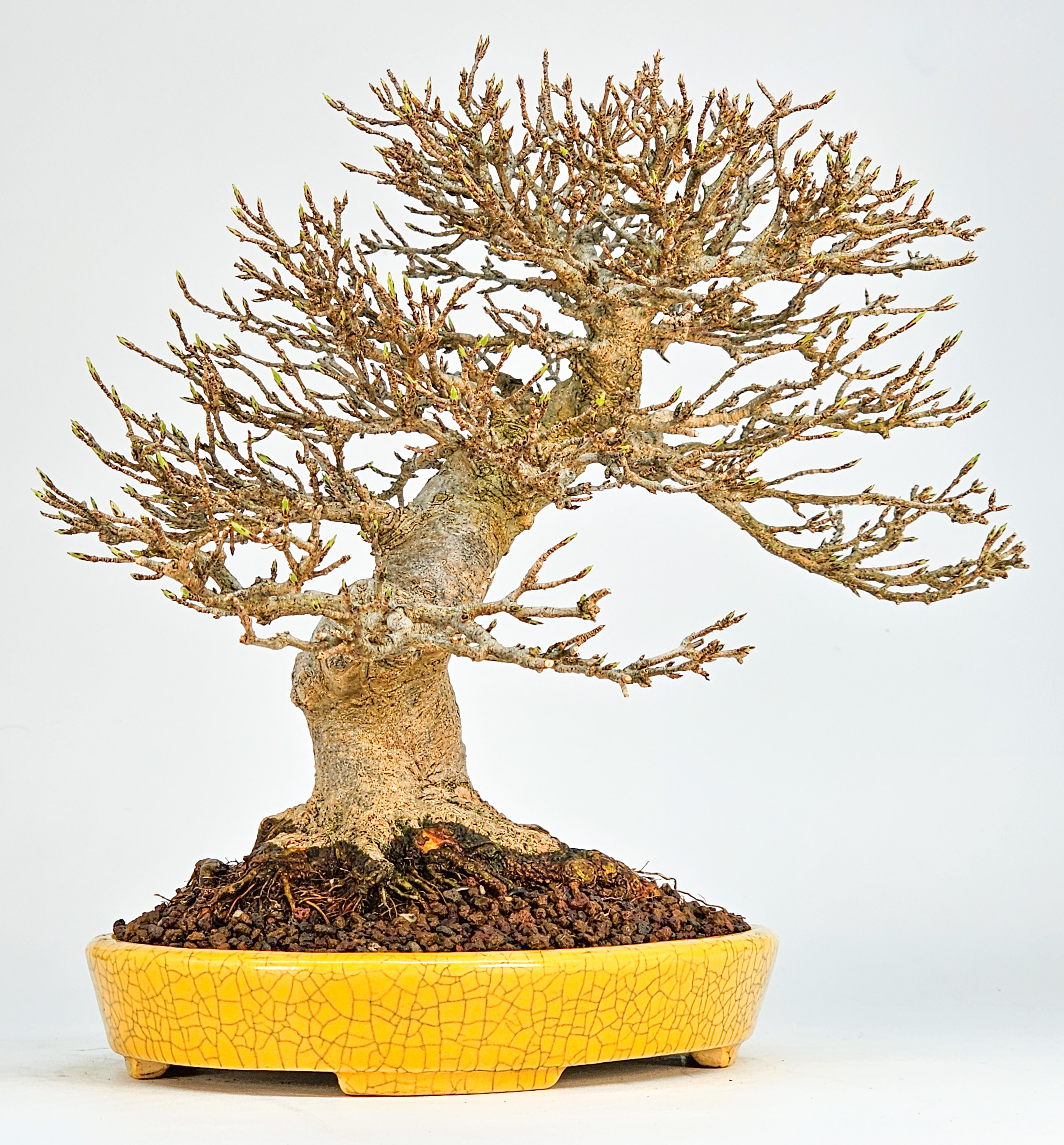 Bonsai Premium Dreispitzahorn - Acer buergerianum Shohin 20cm Video!!